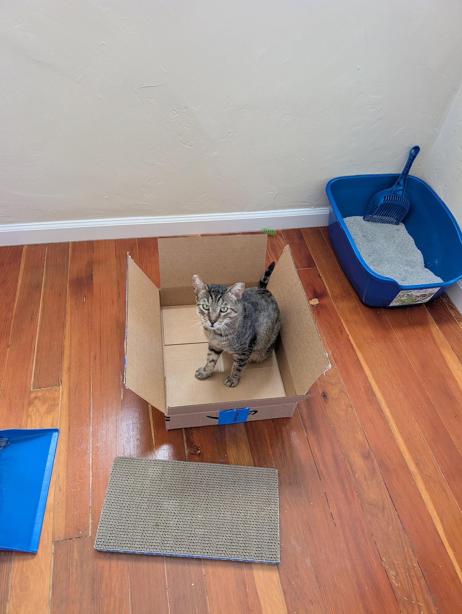 Enlarge Simon, a Adopted Domestic Short Hair in Oakland, CA image 3/3