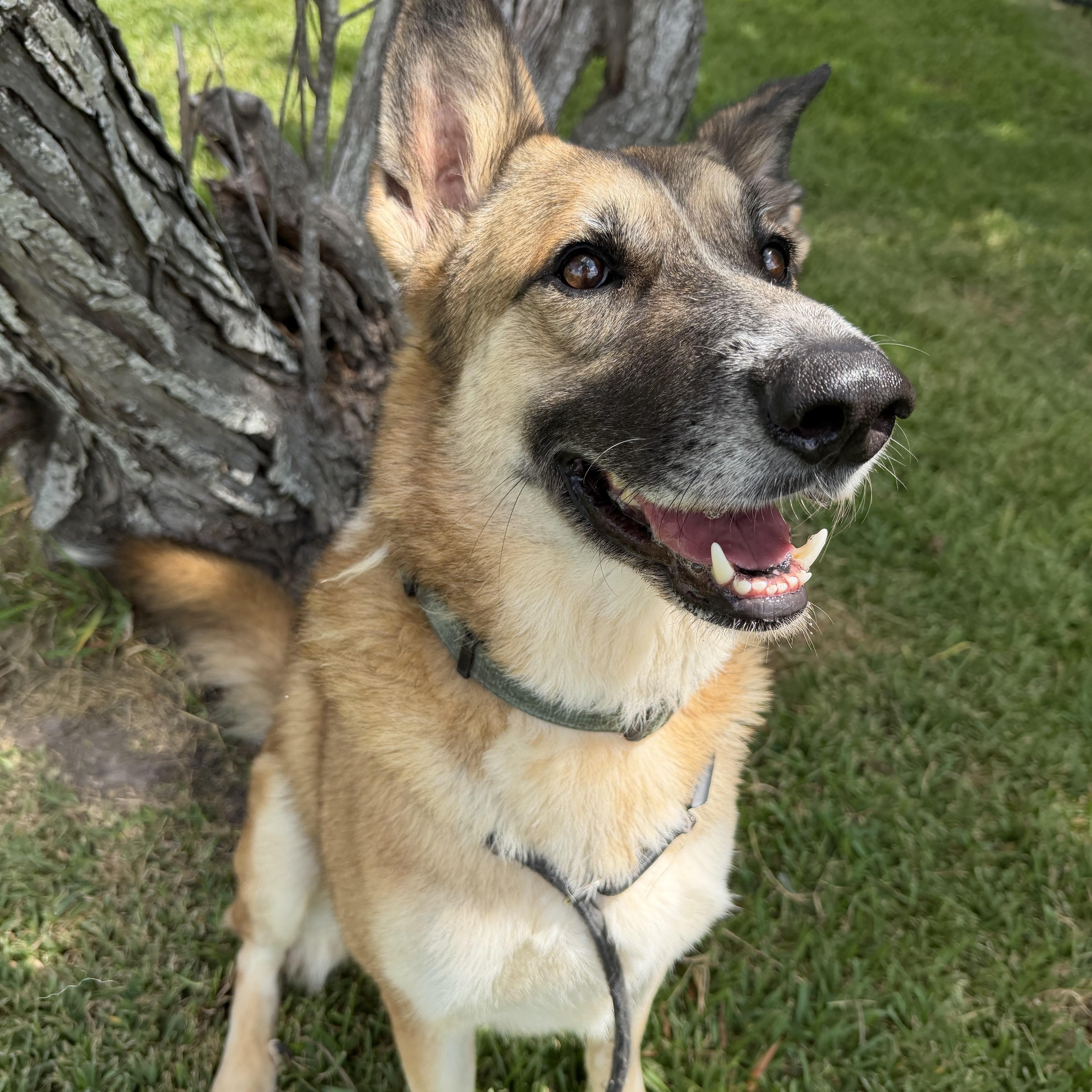 Enlarge Abby, a Adoptable mixed breed in Pelham, NH image 1/5