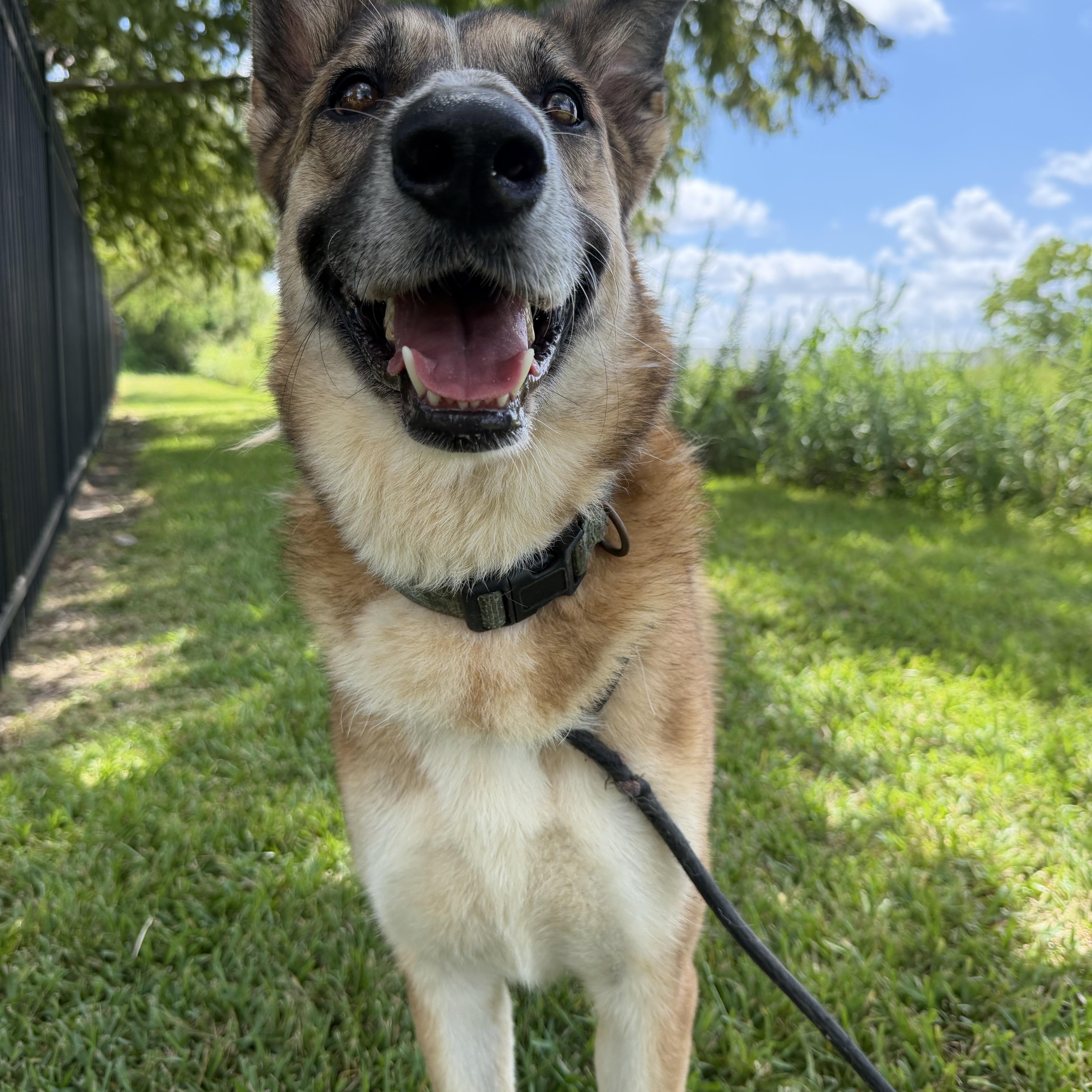 Enlarge Abby, a Adoptable mixed breed in Pelham, NH image 2/5