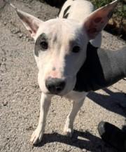 Enlarge Darlin, an adoptable mixed breed in Jenks, OK image 1/1