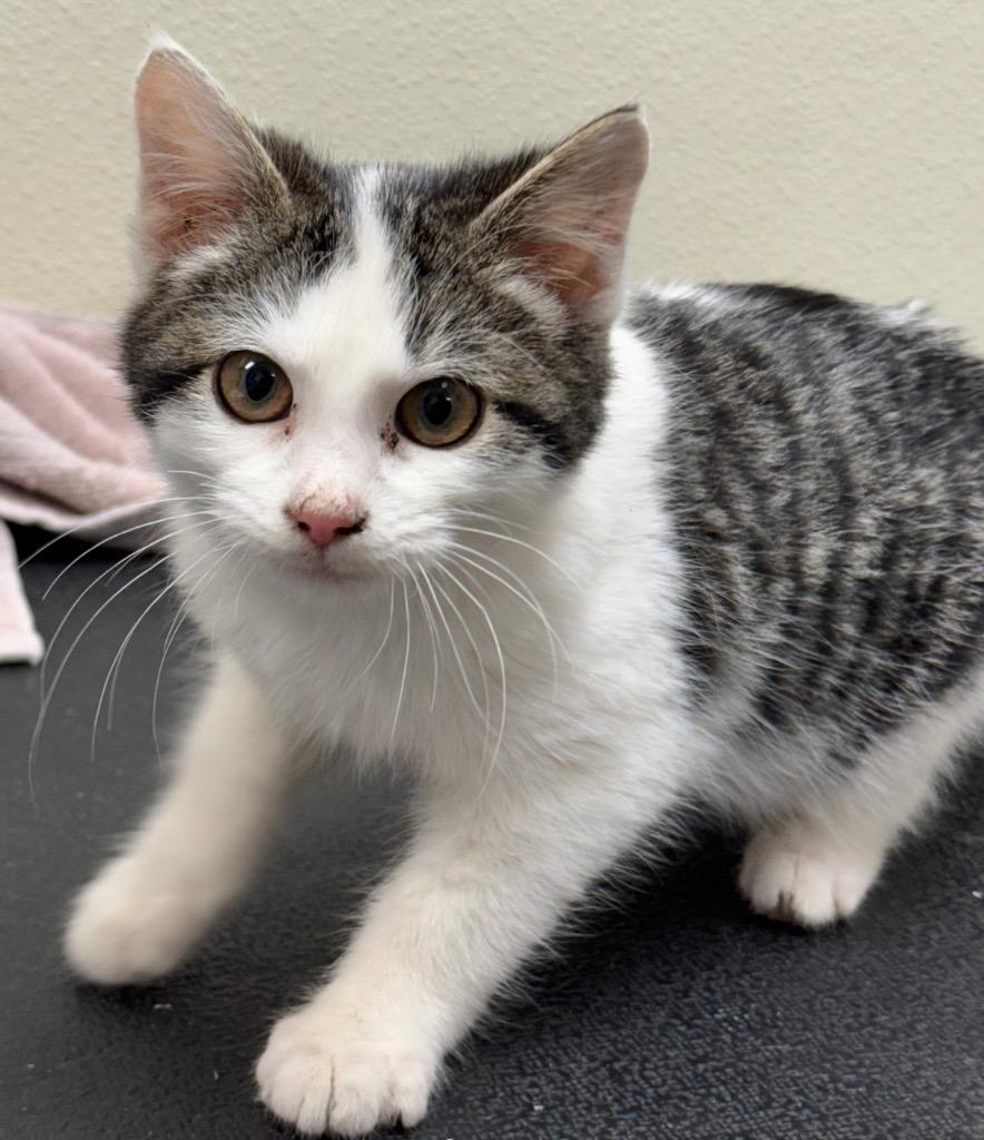 Precious, Adoptable, Kitten Female Domestic Short Hair.