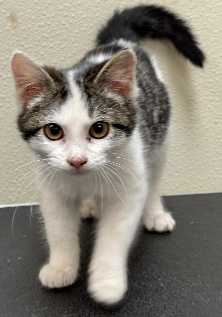 Enlarge Precious, a Adoptable mixed breed in Great Bend, KS image 3/3