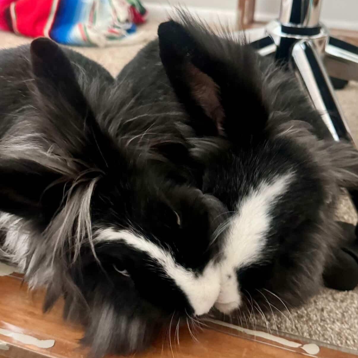 Bennie & Clyde *Bonded Pair*, ADOPTABLE, Adult Male Lionhead.