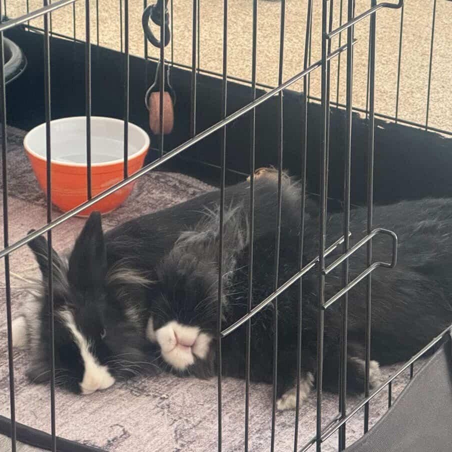 Bennie & Clyde *Bonded Pair*, a ADOPTABLE Lionhead in Salt Lake City, UT image 3/6