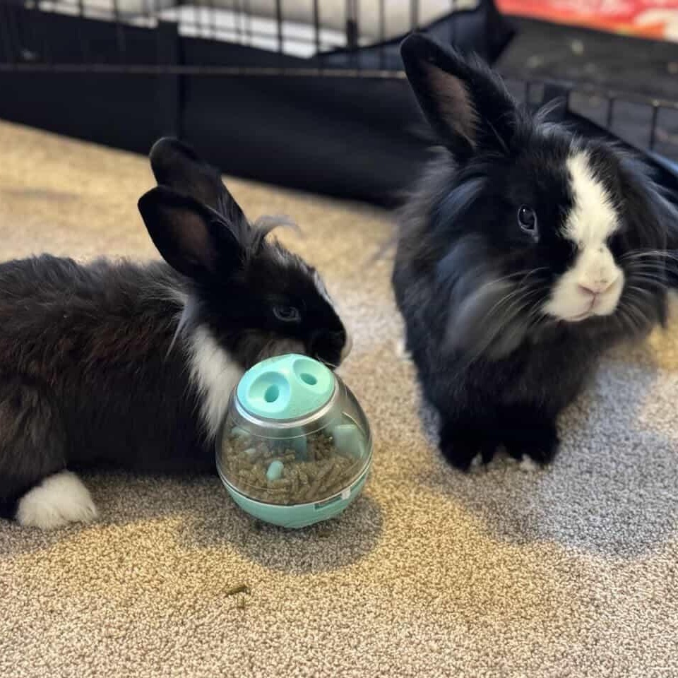 Bennie & Clyde *Bonded Pair*, a ADOPTABLE Lionhead in Salt Lake City, UT image 5/6