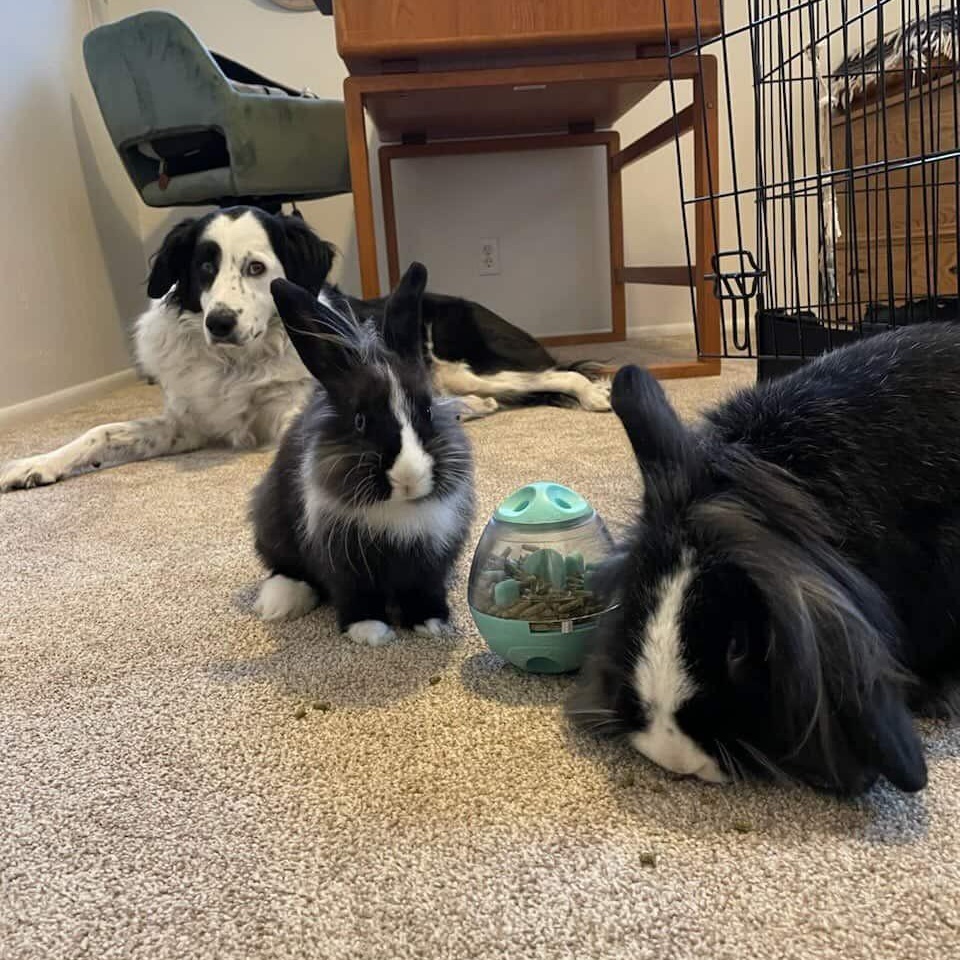 Bennie & Clyde *Bonded Pair*, a ADOPTABLE Lionhead in Salt Lake City, UT image 4/6