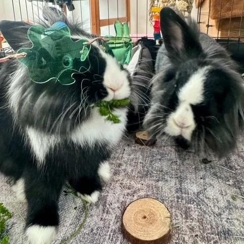 Bennie & Clyde *Bonded Pair*, a ADOPTABLE Lionhead in Salt Lake City, UT image 6/6