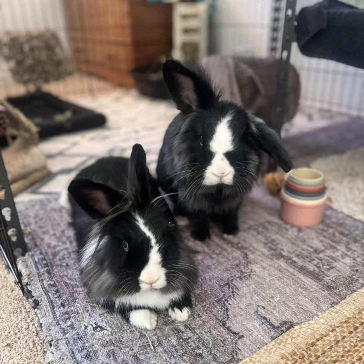 Bennie & Clyde *Bonded Pair*, a ADOPTABLE Lionhead in Salt Lake City, UT image 2/6