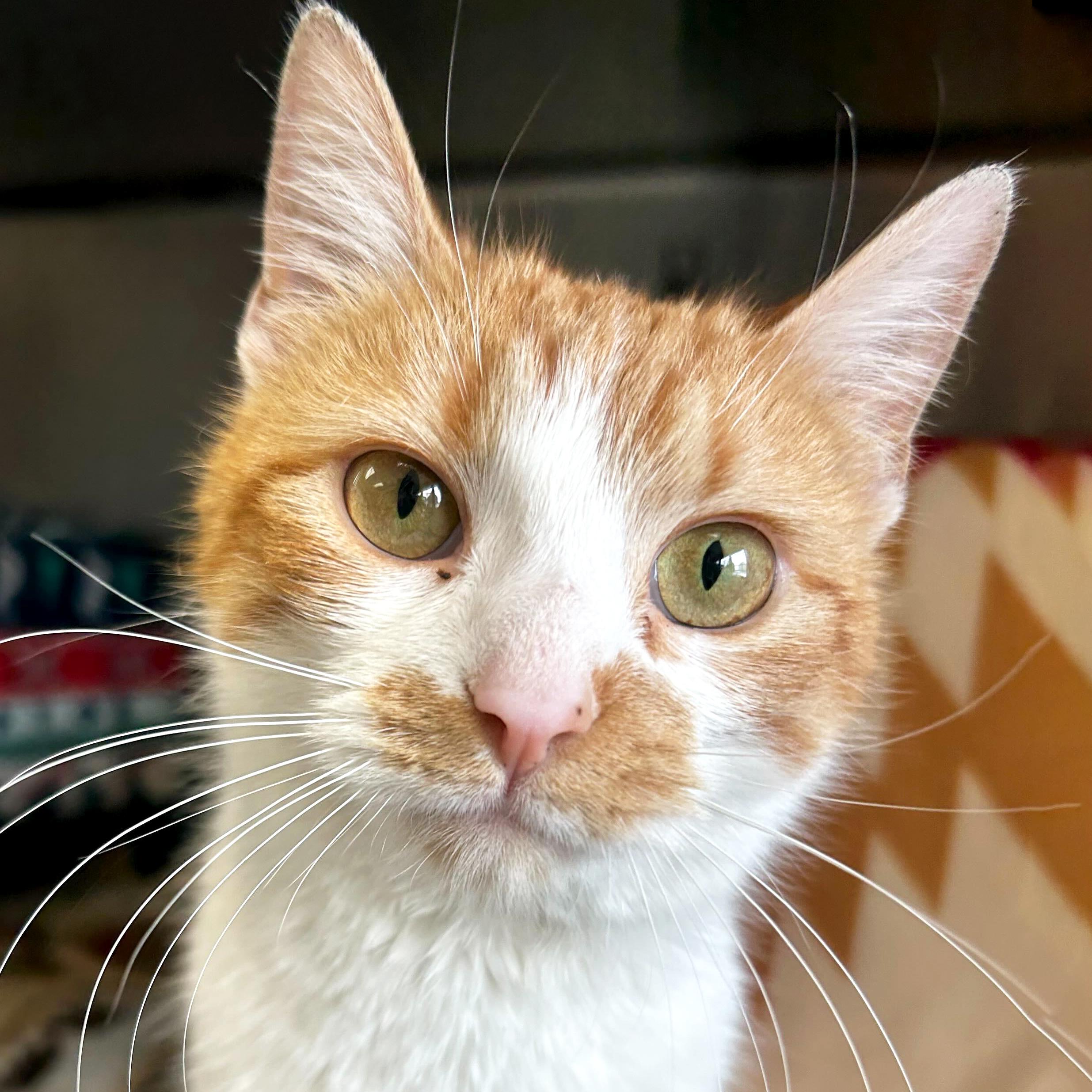 Enlarge Orangina - Working Cat!, an adopted Domestic Short Hair in Jefferson, WI image 1/3