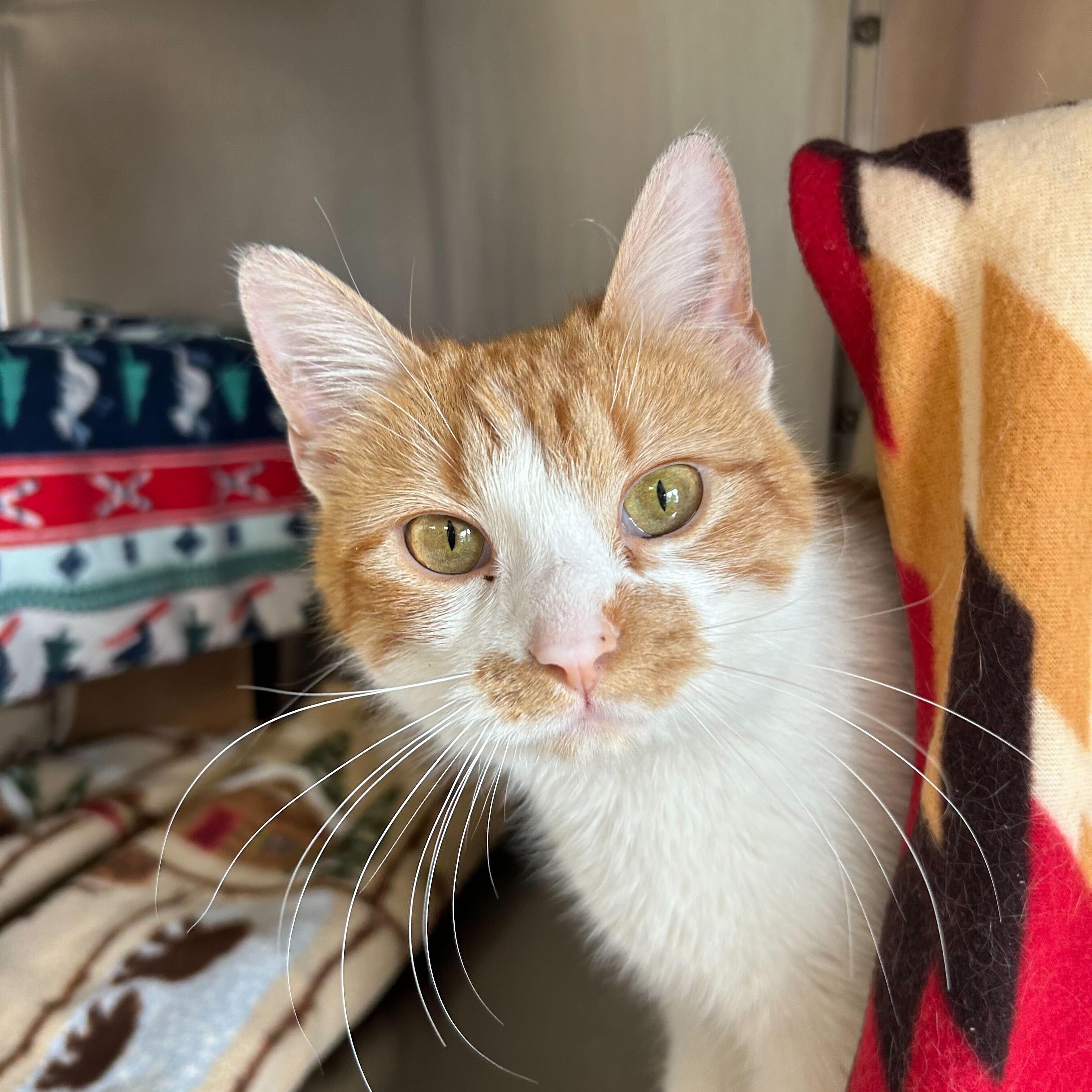 Enlarge Orangina - Working Cat!, an adopted Domestic Short Hair in Jefferson, WI image 3/3