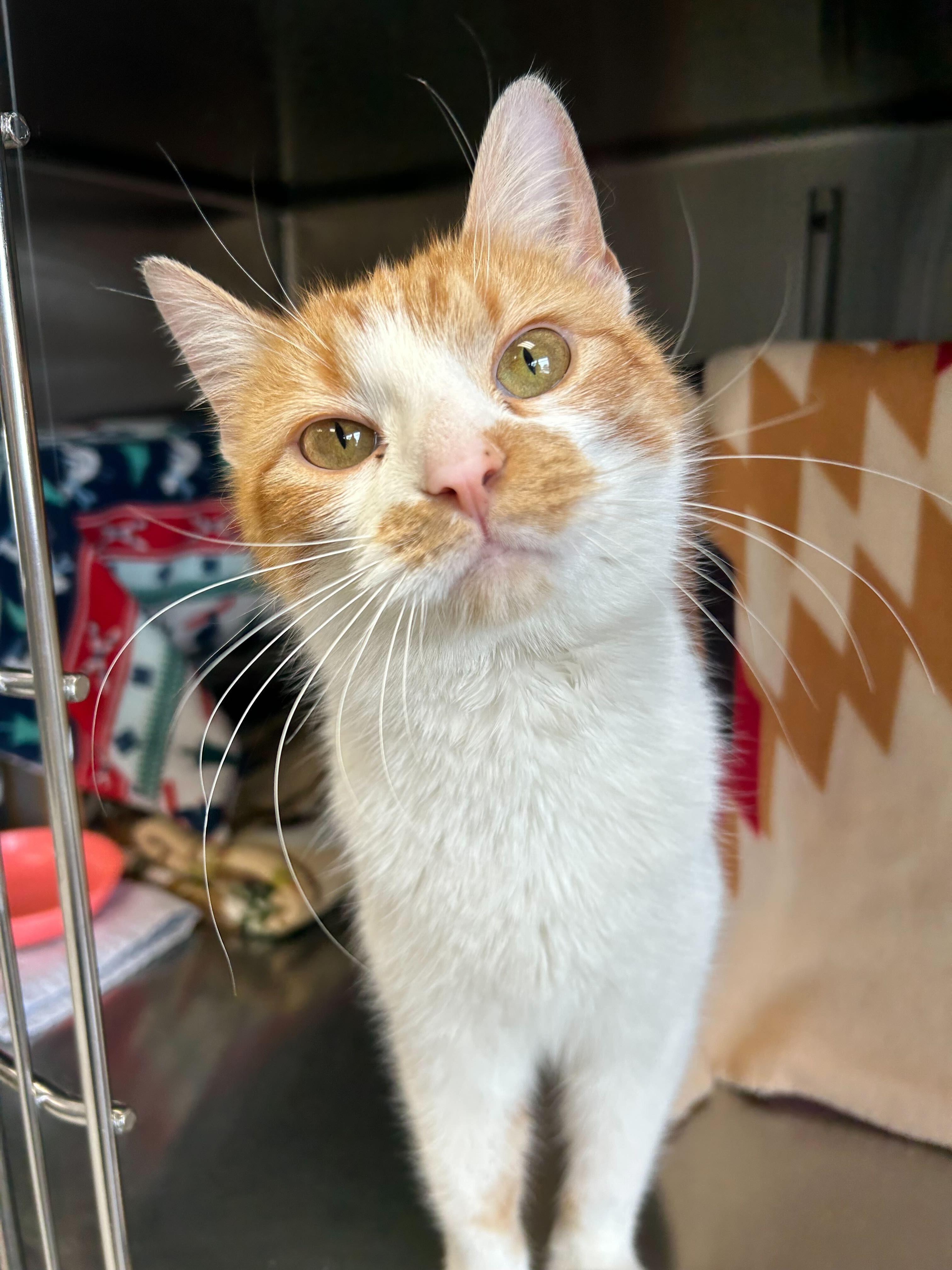 Enlarge Orangina - Working Cat!, an adopted Domestic Short Hair in Jefferson, WI image 2/3