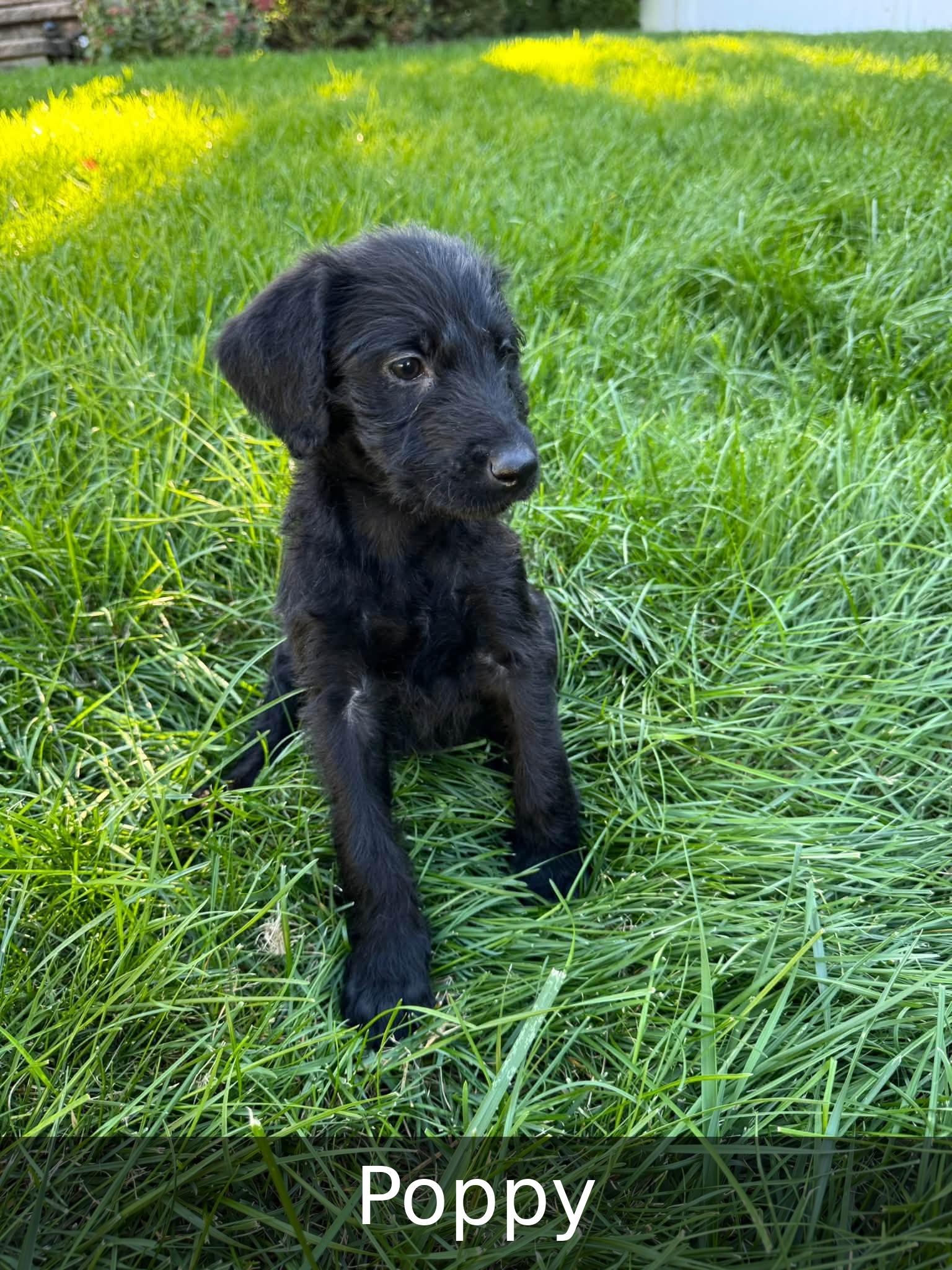 Enlarge Poppy, a Adoptable mixed breed in Elburn, IL image 2/5