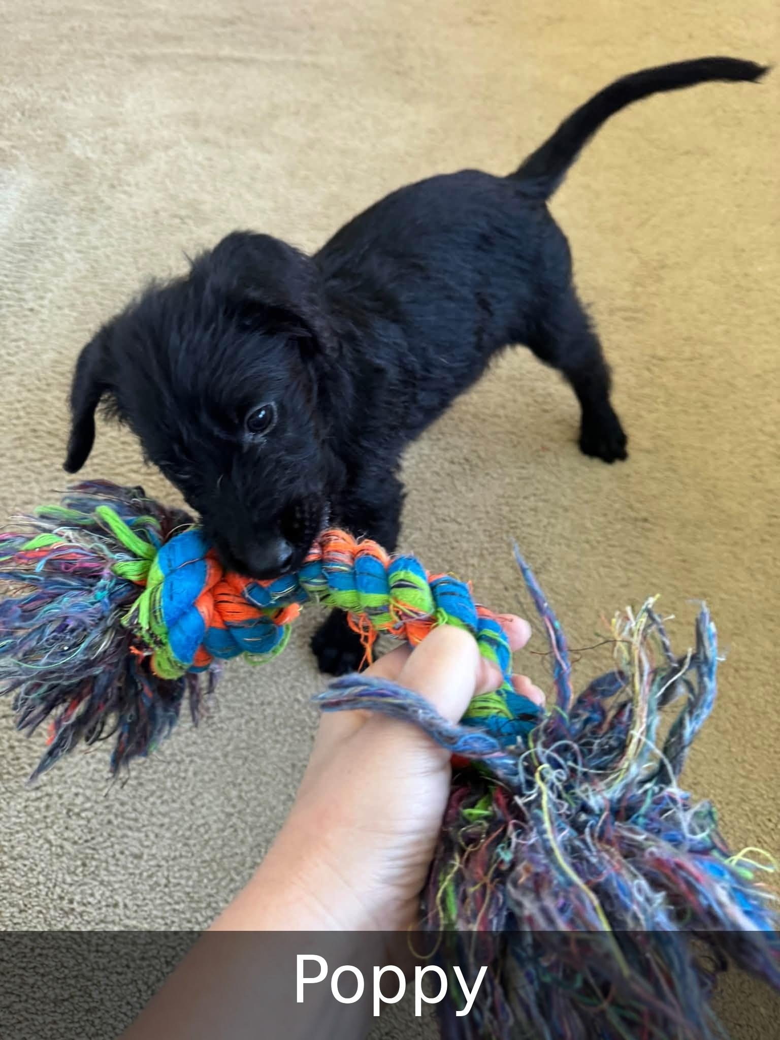 Enlarge Poppy, a Adoptable mixed breed in Elburn, IL image 4/5