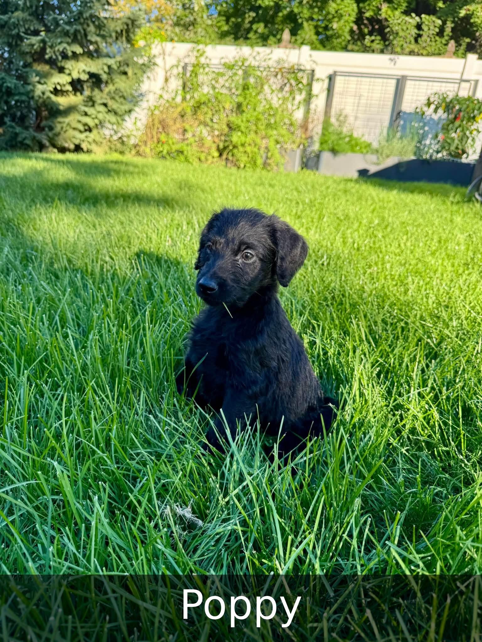 Enlarge Poppy, a Adoptable mixed breed in Elburn, IL image 3/5