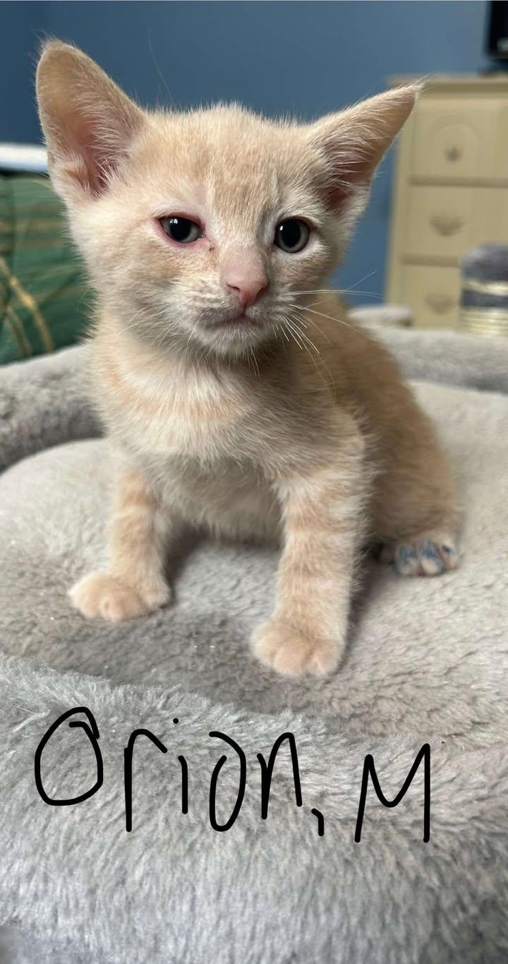 PRE ADOPT CONSTELLATION KITTENS, Baby Male unknown