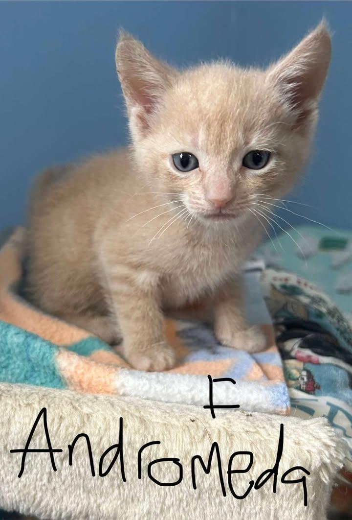 PRE ADOPT CONSTELLATION KITTENS photo 3
