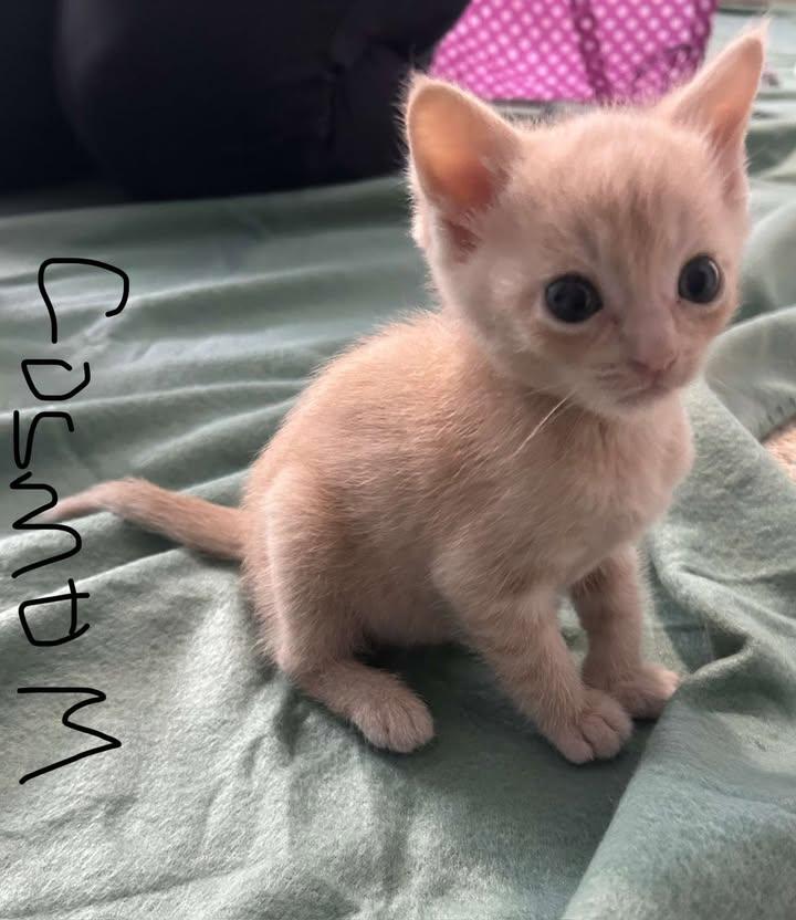 PRE ADOPT CONSTELLATION KITTENS photo 5
