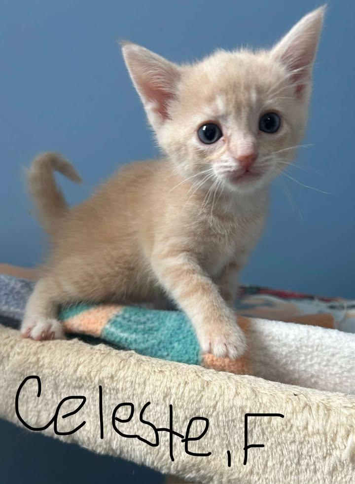 PRE ADOPT CONSTELLATION KITTENS photo 2
