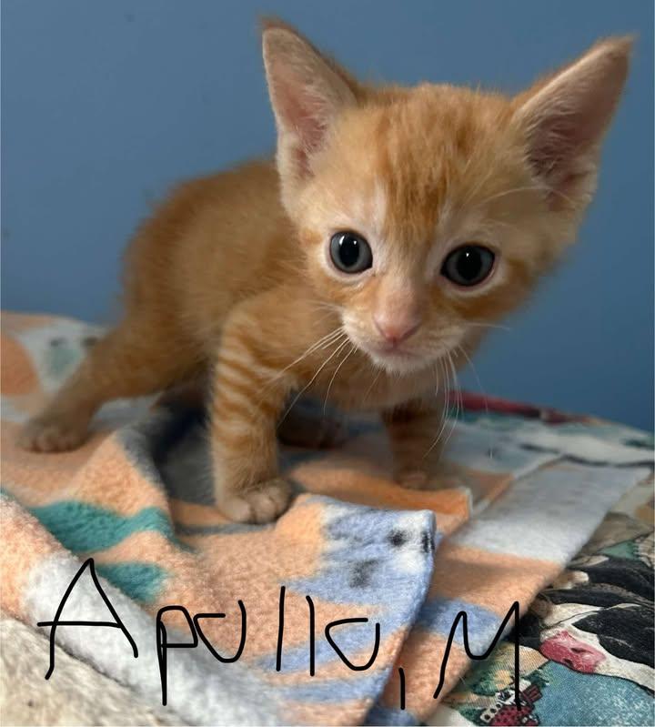 PRE ADOPT CONSTELLATION KITTENS photo 4