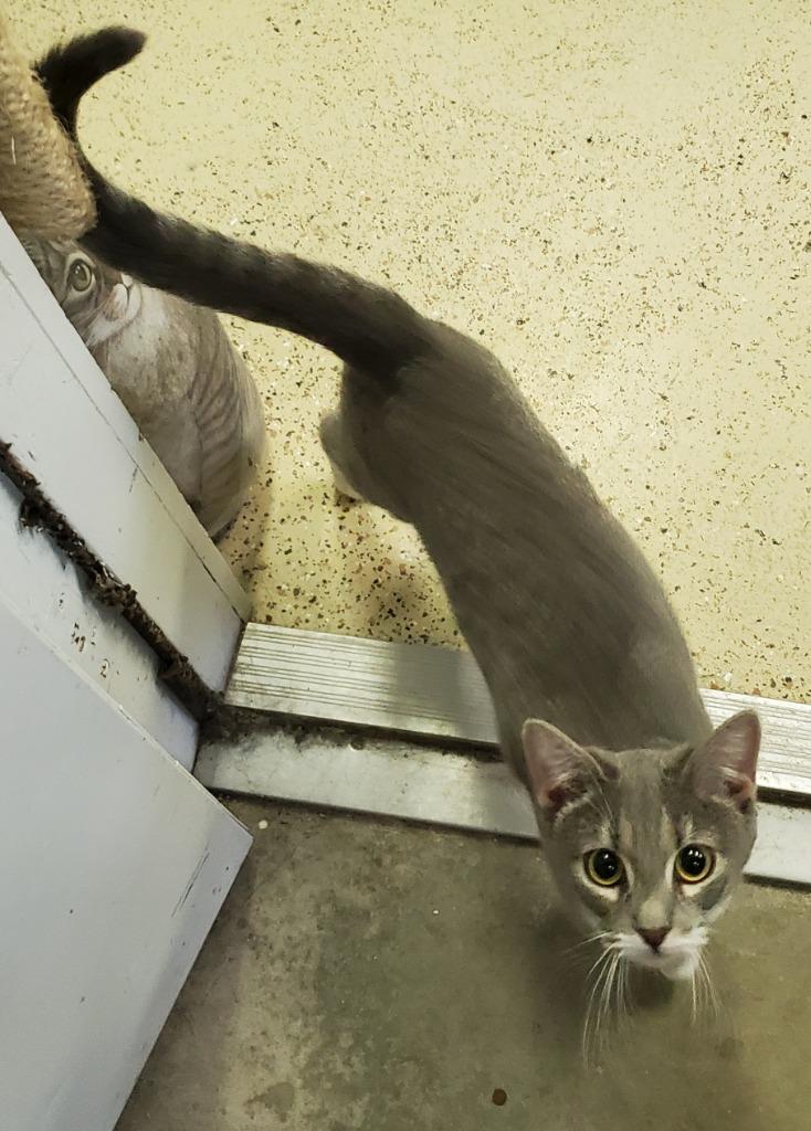 Mia/Ms. Annette, Adoptable, Adult Female Domestic Short Hair.