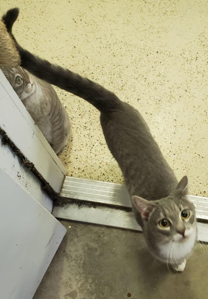 Enlarge Mia/Ms. Annette, a Adoptable mixed breed in St. James City, FL image 2/2