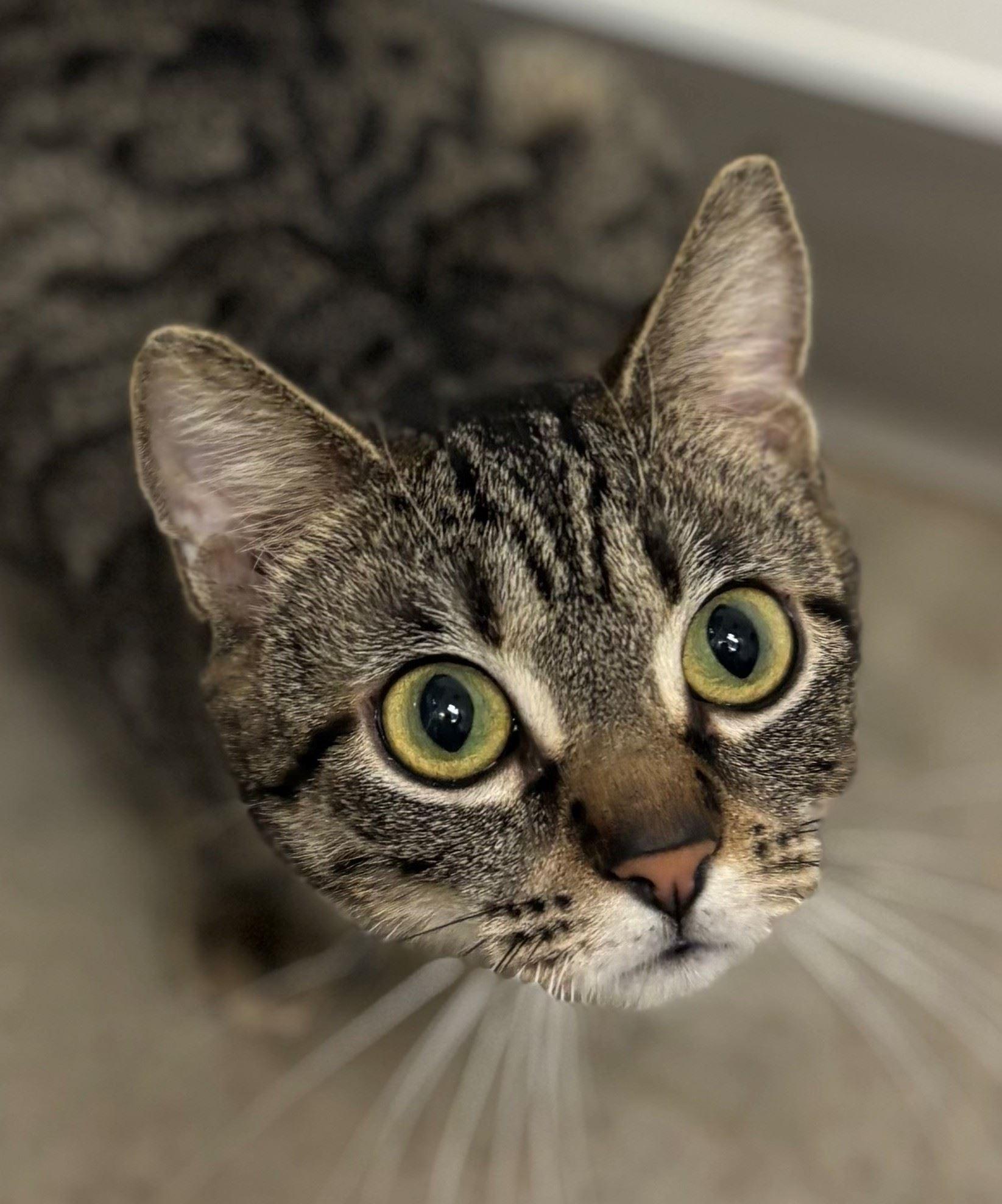 Enlarge Geraldine, a ADOPTABLE Domestic Short Hair in Iowa City, IA image 2/2