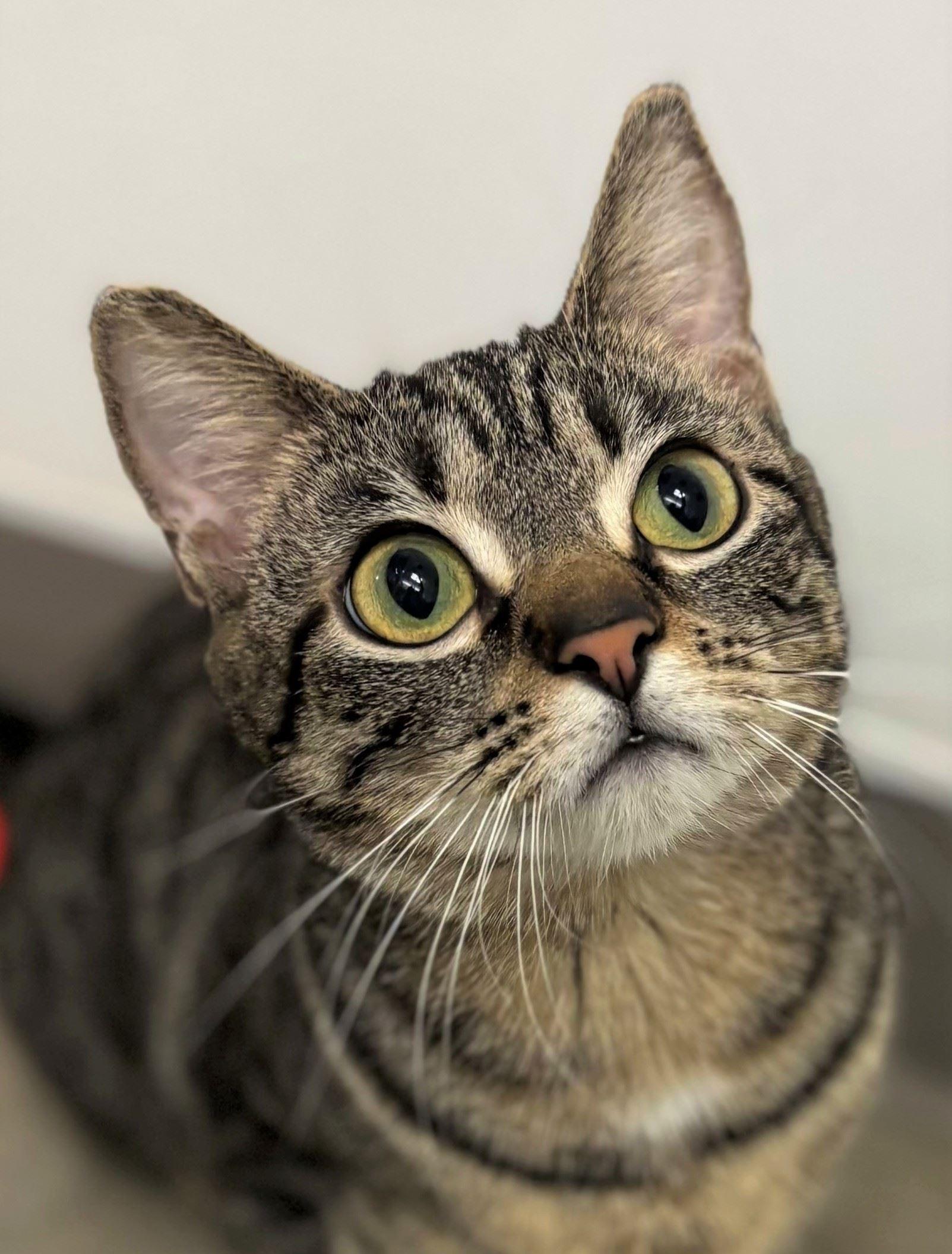 Enlarge Geraldine, a ADOPTABLE Domestic Short Hair in Iowa City, IA image 1/2