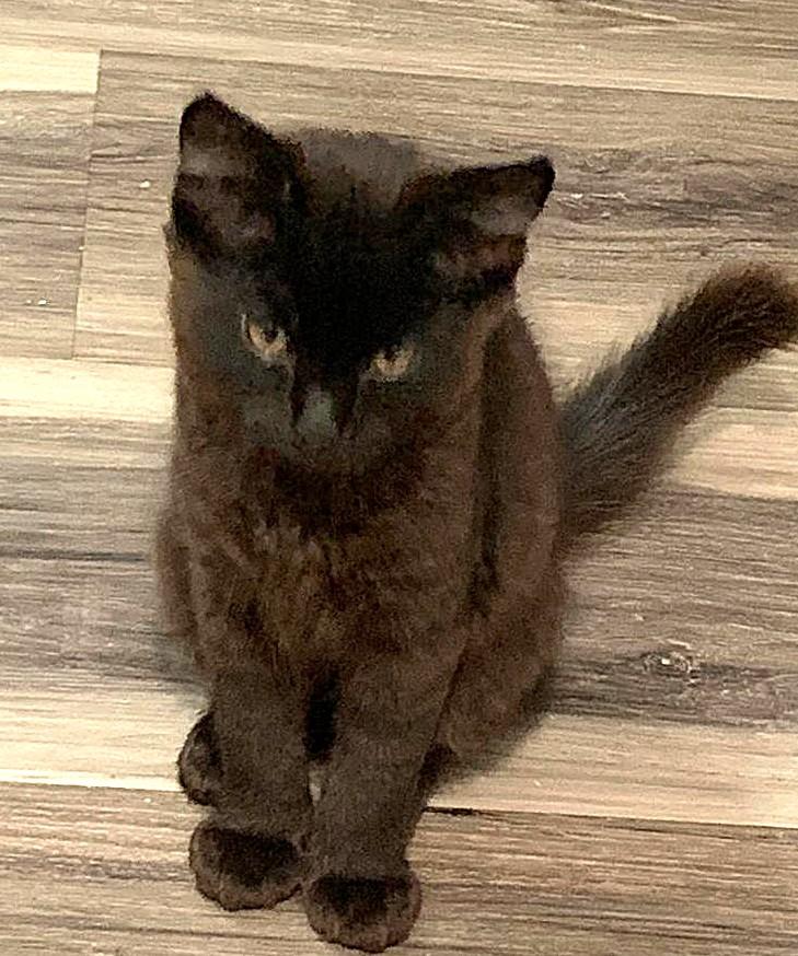 Fluff, adopted, Kitten Female Domestic Medium Hair & Maine Coon.
