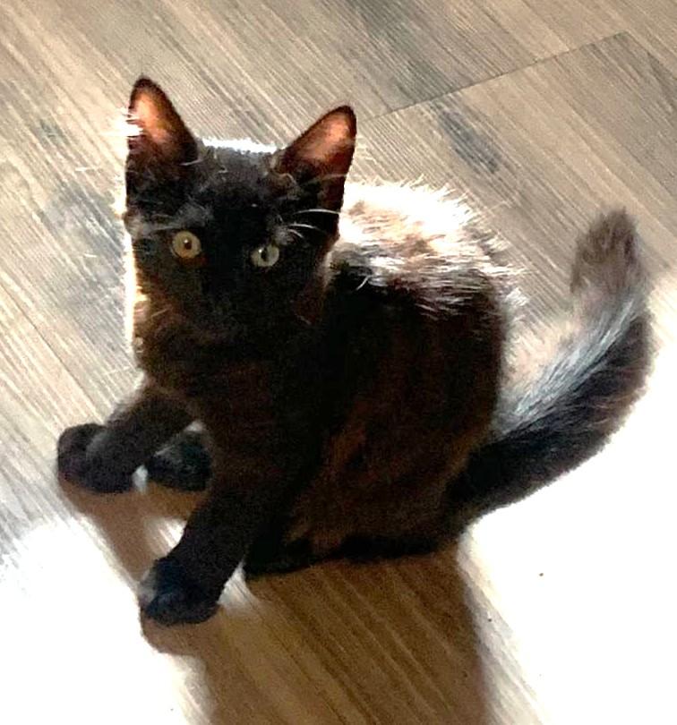 Fluff, an adopted mixed breed in Sayreville, NJ image 2/2