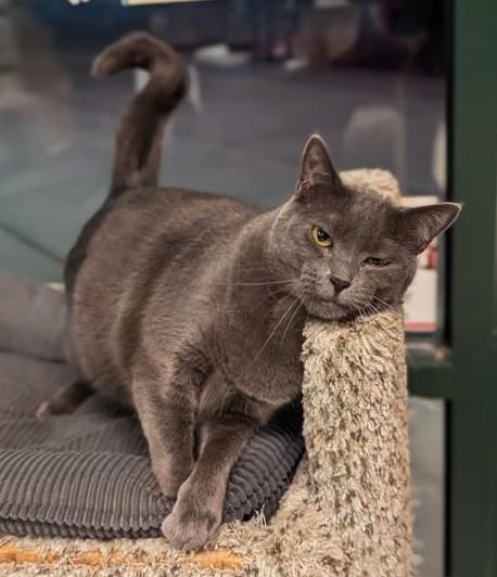 Chloe, Adoptable, Adult Female Domestic Short Hair.