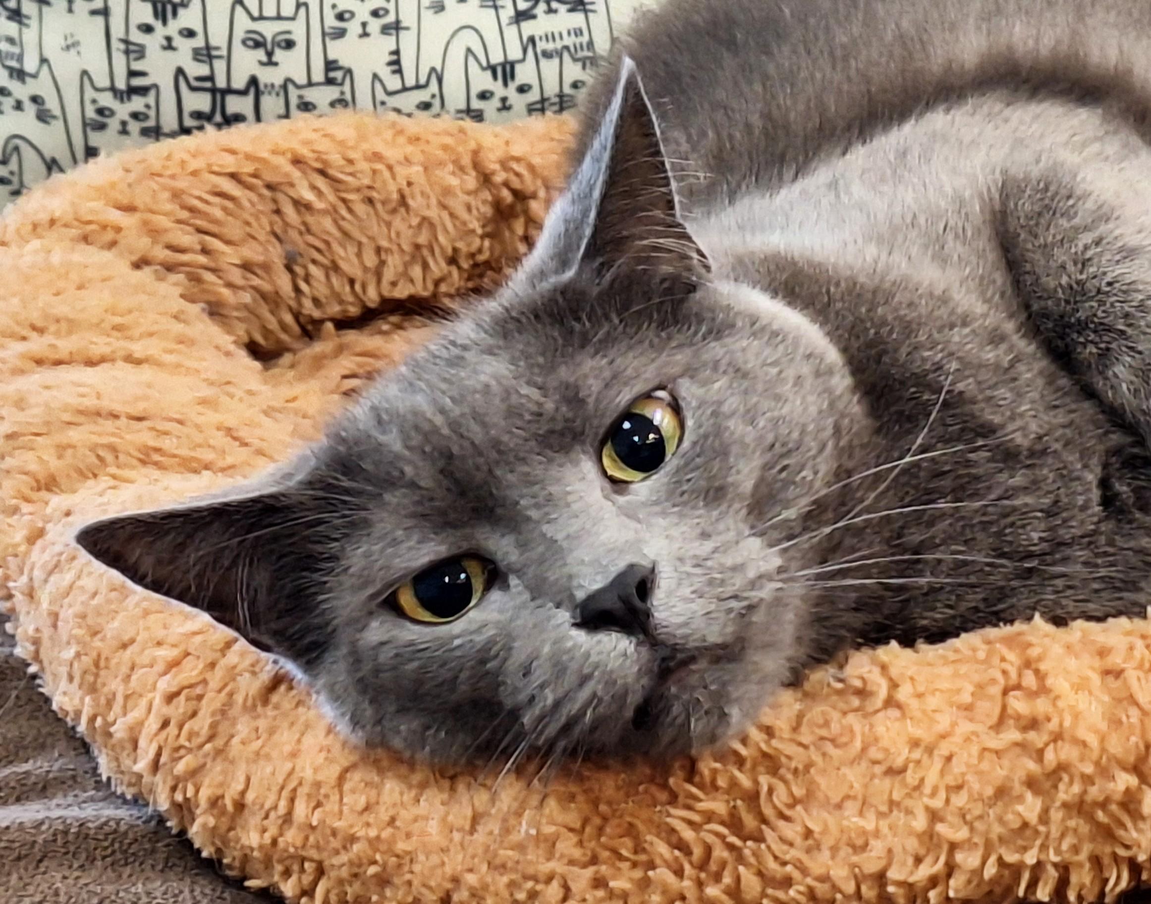 Enlarge Chloe, a Adoptable mixed breed in Spokane, WA image 2/4