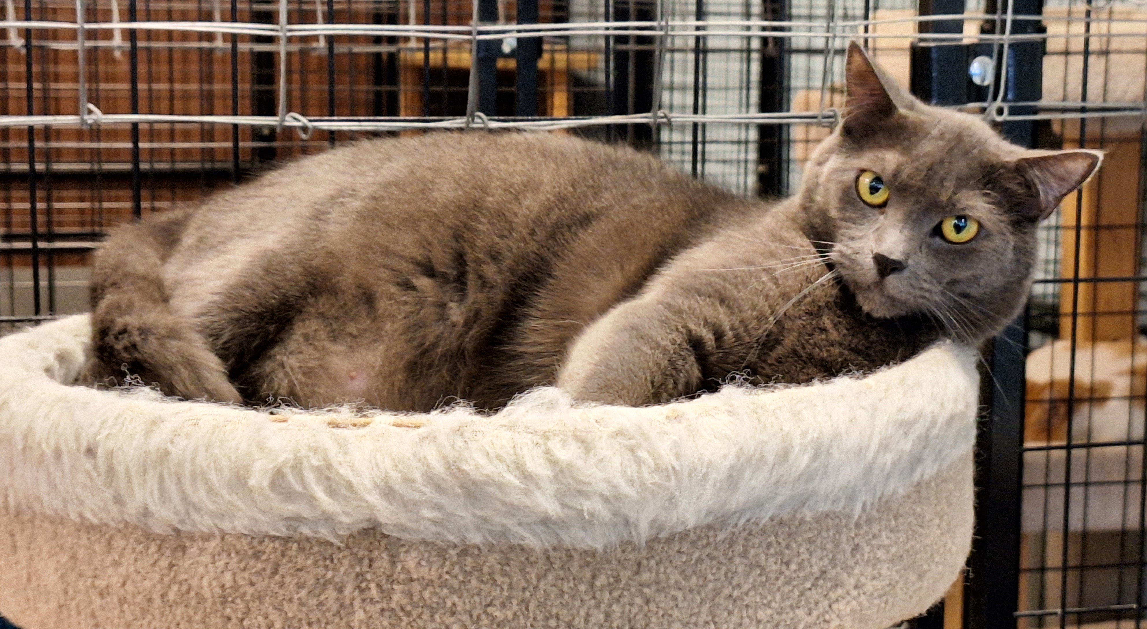 Enlarge Chloe, a Adoptable mixed breed in Spokane, WA image 4/4