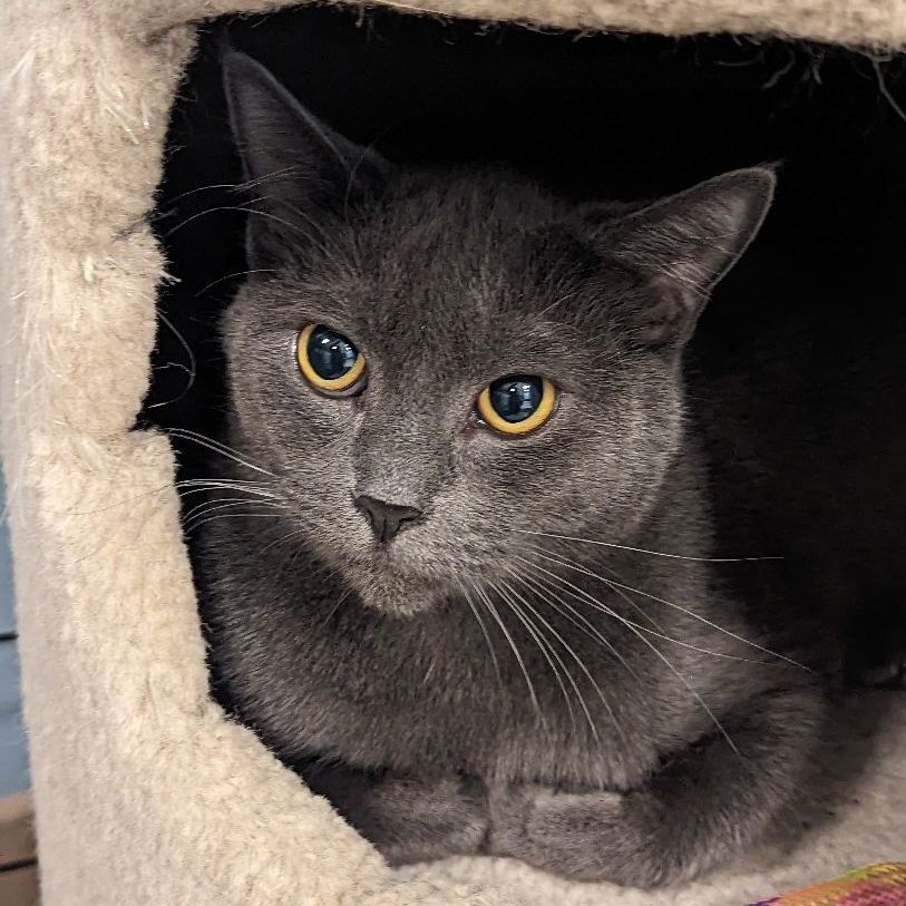 Enlarge Chloe, a Adoptable mixed breed in Spokane, WA image 3/4