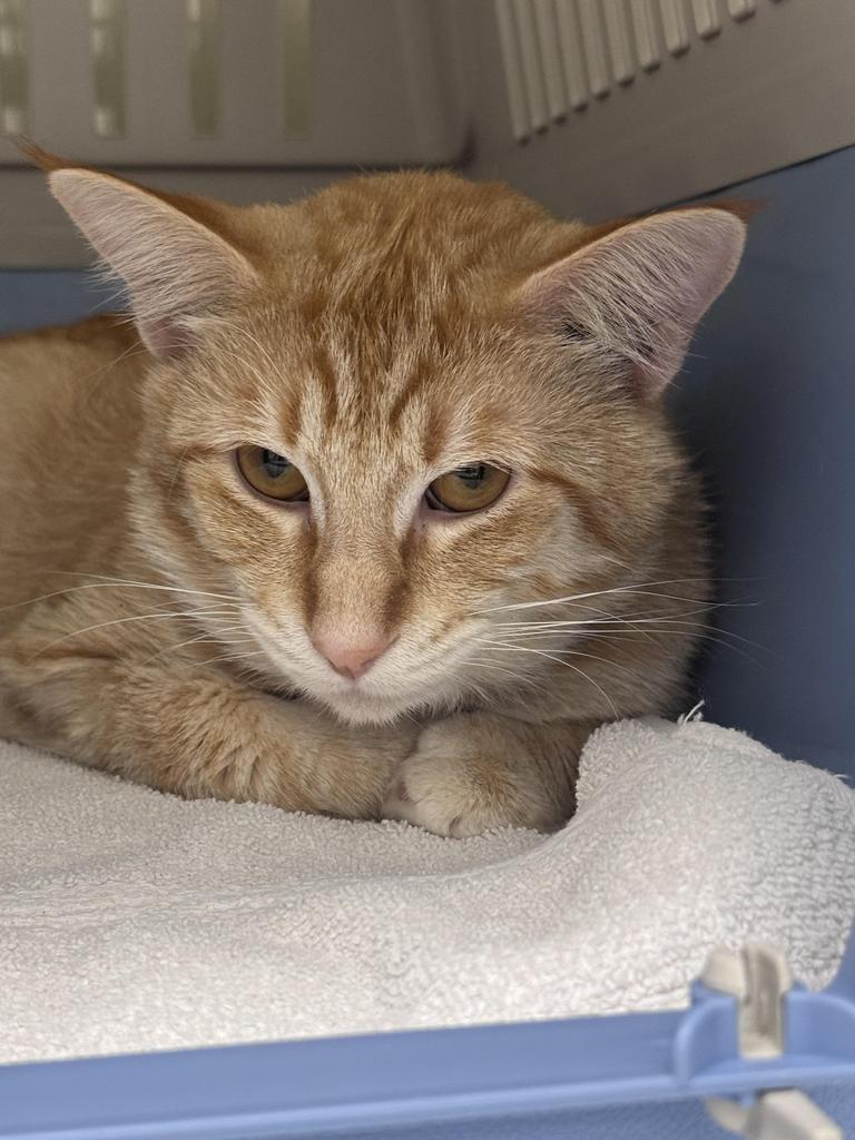 Tars, Adoptable, Young Male Domestic Medium Hair.