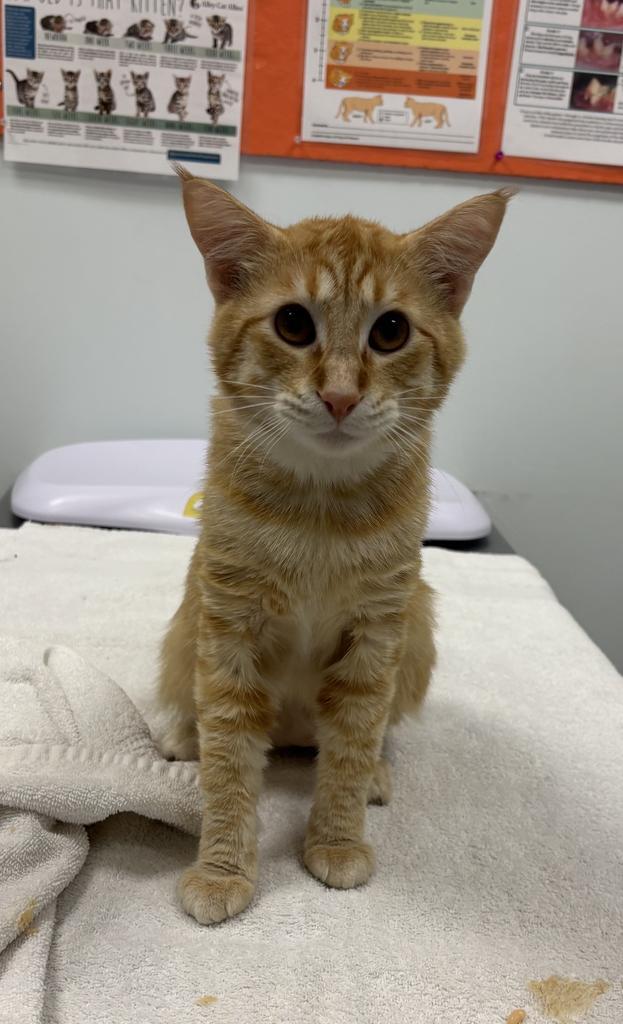 Enlarge Tars, a Adoptable mixed breed in Saint Paul, MN image 3/6