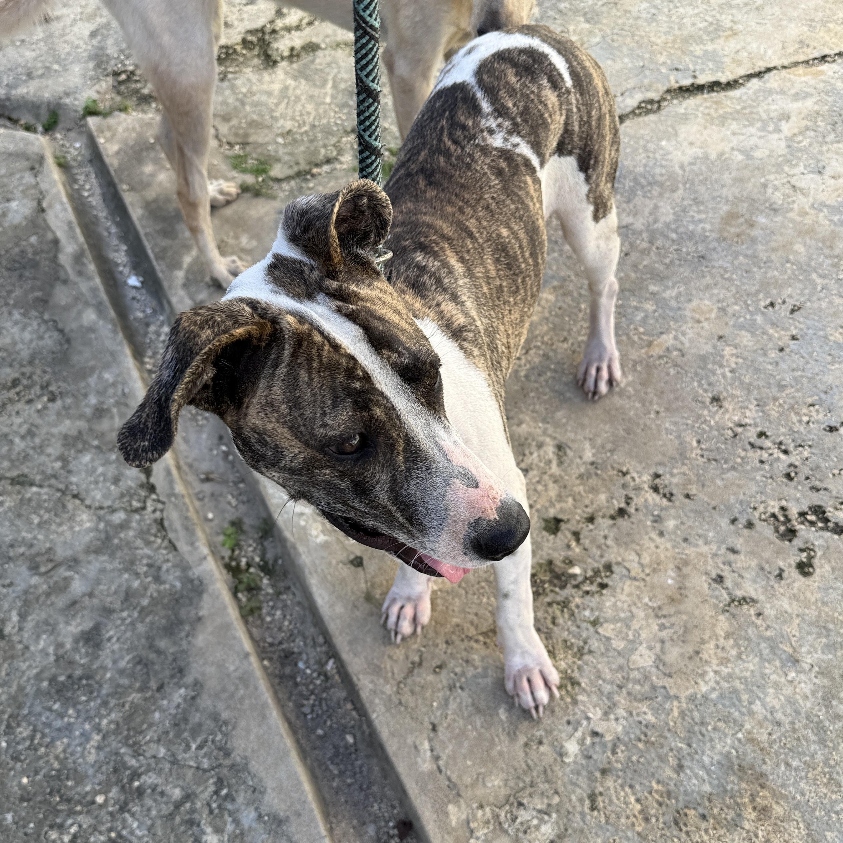 Enlarge Brendi, a ADOPTABLE Mixed Breed in ISABELA, PR image 3/4
