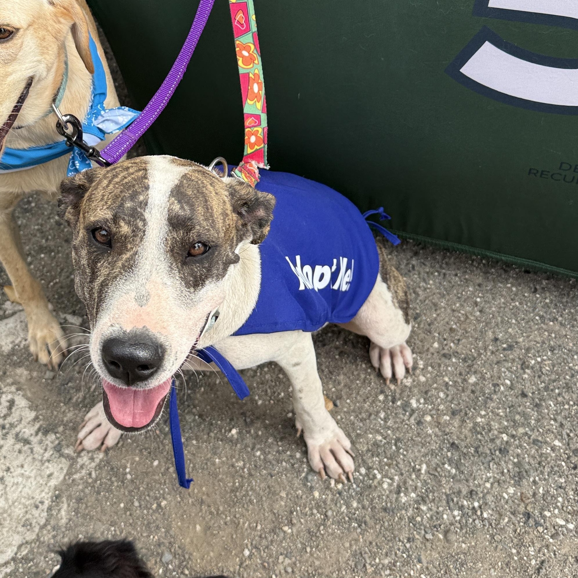 Enlarge Brendi, a ADOPTABLE Mixed Breed in ISABELA, PR image 4/4