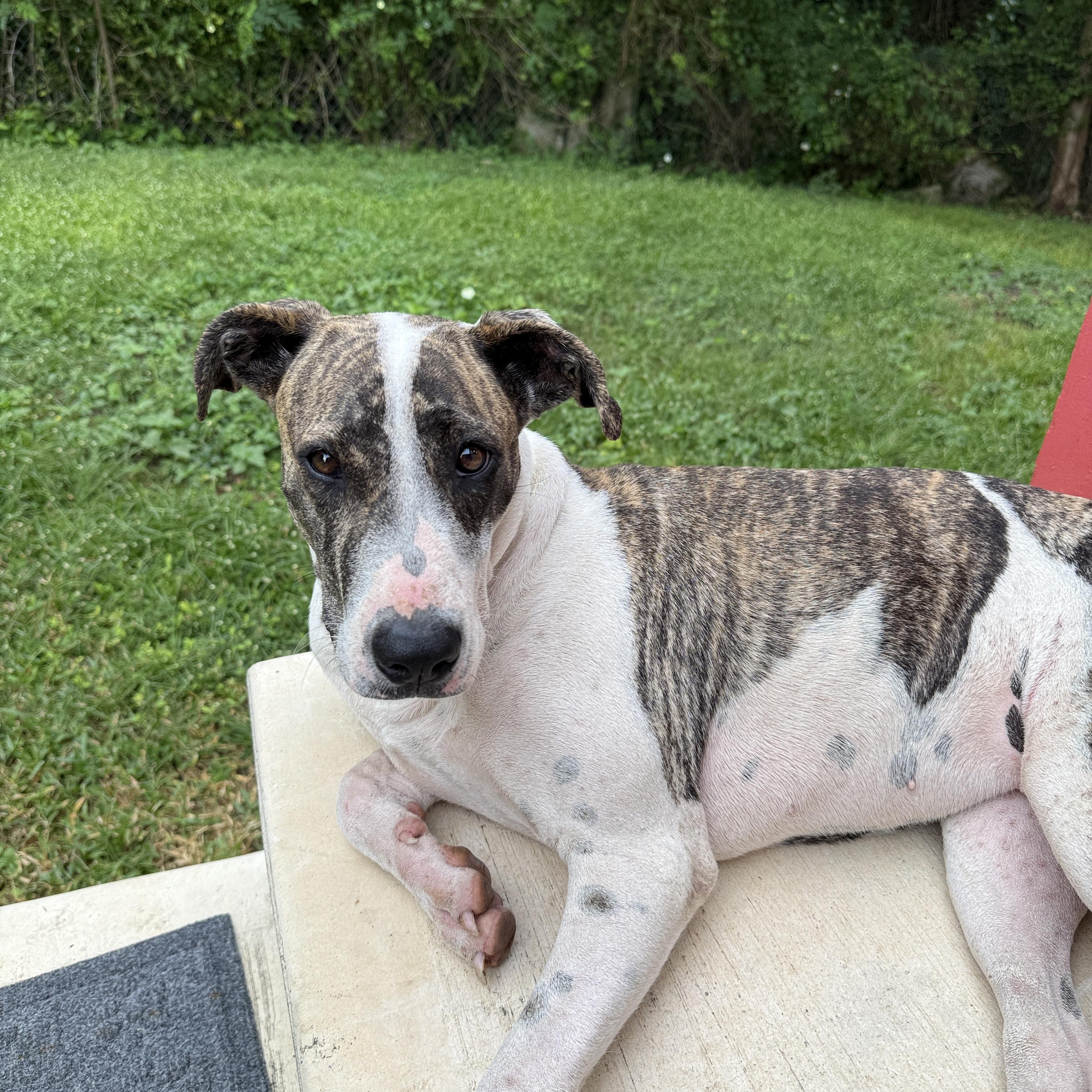 Enlarge Brendi, a ADOPTABLE Mixed Breed in ISABELA, PR image 2/4