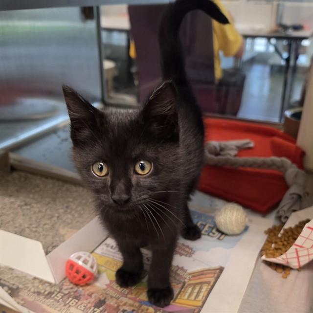 Raven A217867, adopted, Kitten Female Domestic Short Hair.