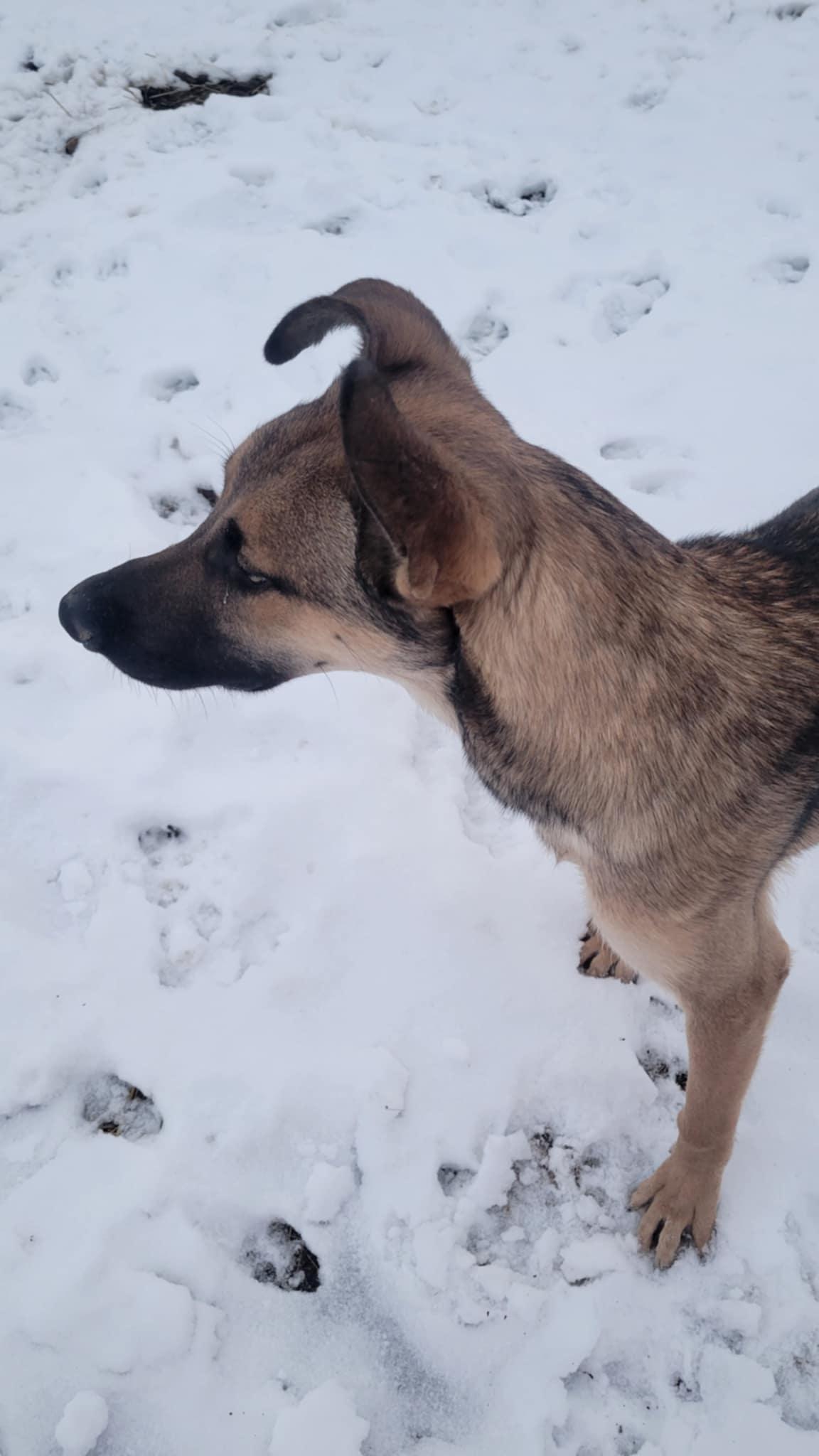 Beau, Adoptable, Adult Male German Shepherd Dog & Labrador Retriever.