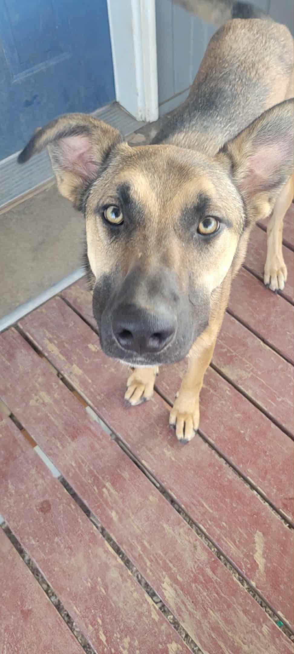 Enlarge Beau (Courtesy Post), a Adoptable mixed breed in Yakima, WA image 1/5