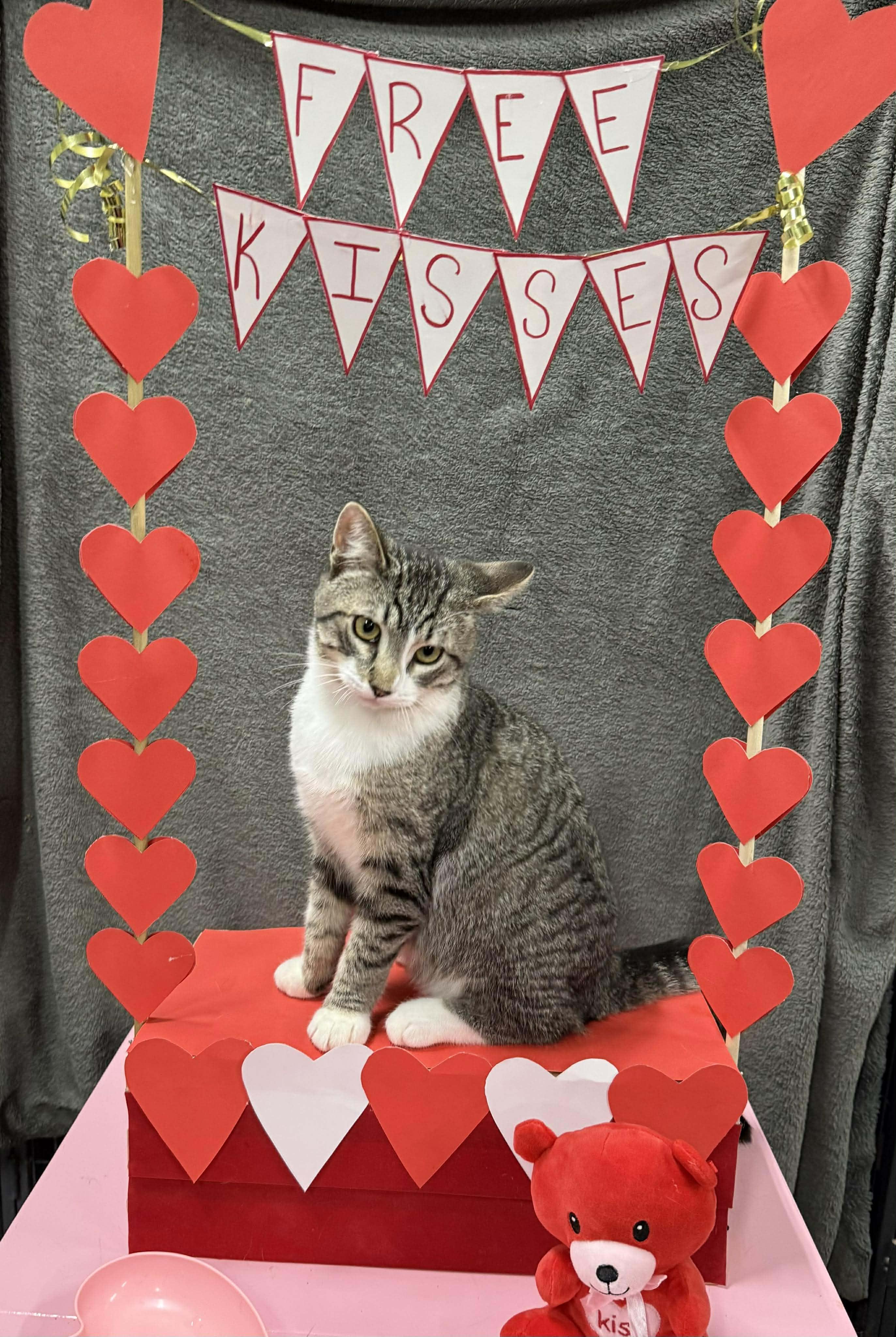 TADPOLE, adopted, Kitten Male Domestic Short Hair.