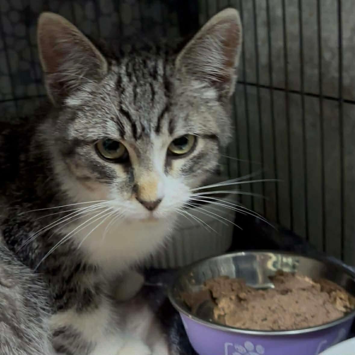 Enlarge TADPOLE, an adopted Domestic Short Hair in Tillsonburg, ON image 4/6