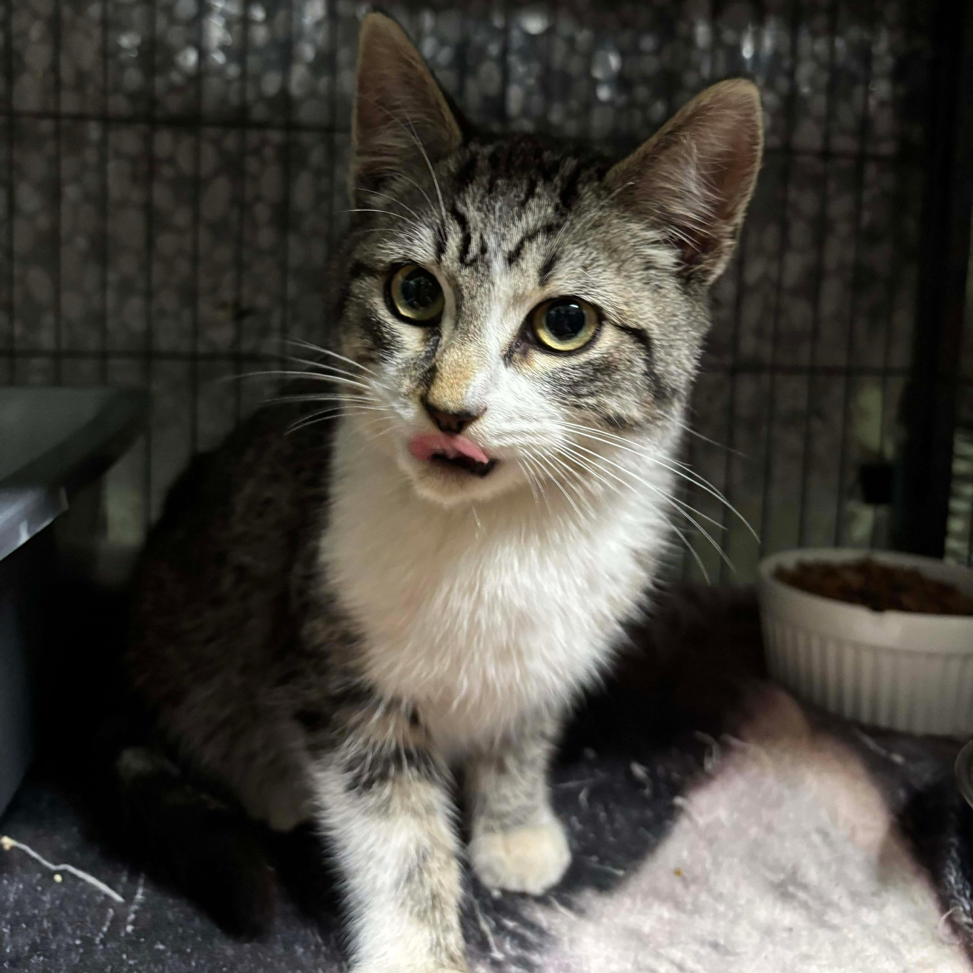 Enlarge TADPOLE, an adopted Domestic Short Hair in Tillsonburg, ON image 3/6