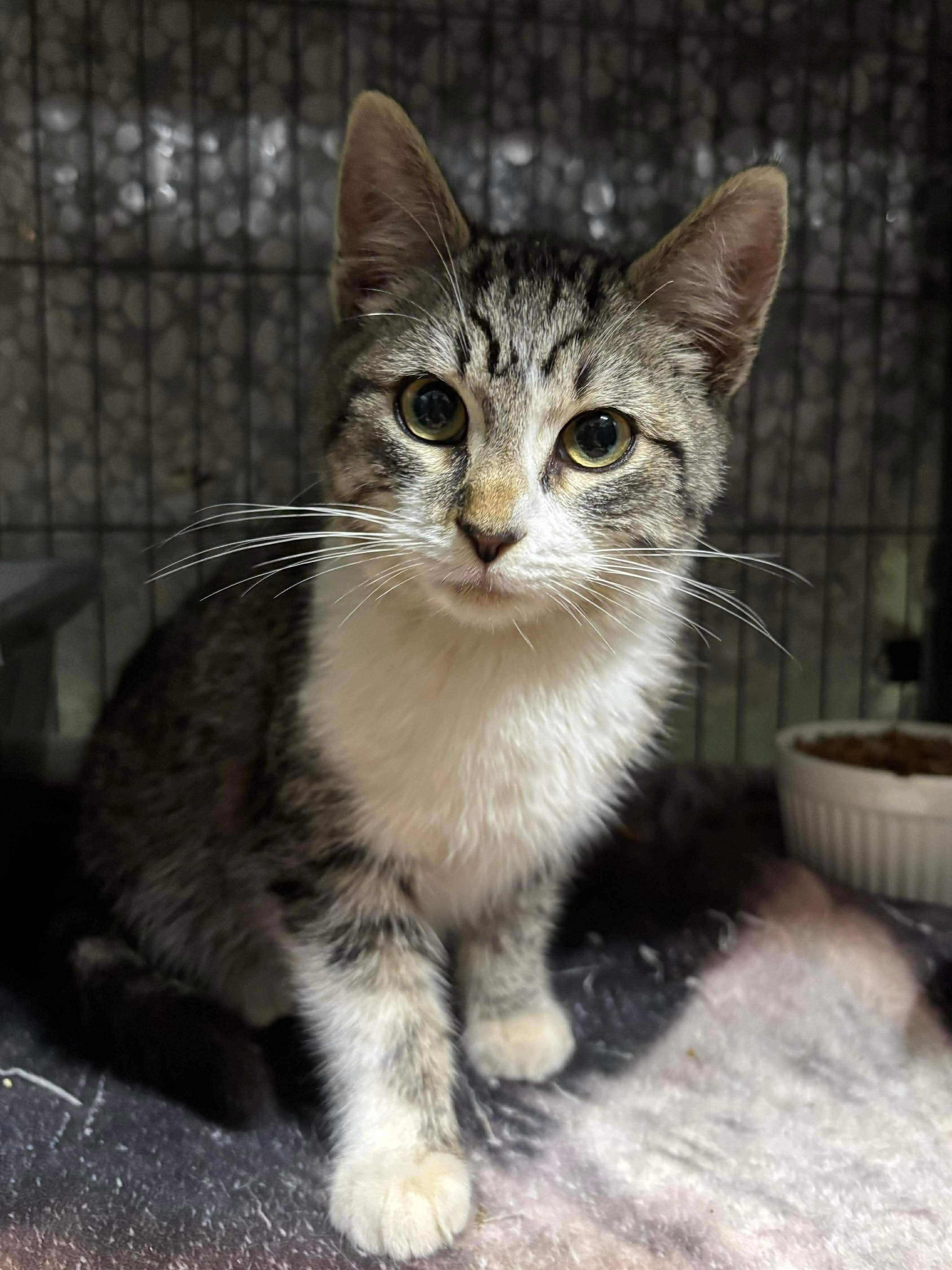 Enlarge TADPOLE, an adopted Domestic Short Hair in Tillsonburg, ON image 2/6
