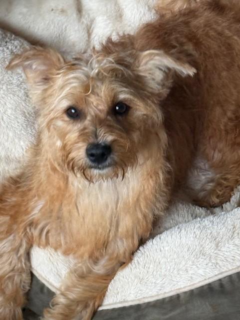Pickles, Adoptable, Young Female Yorkshire Terrier & Schnauzer.