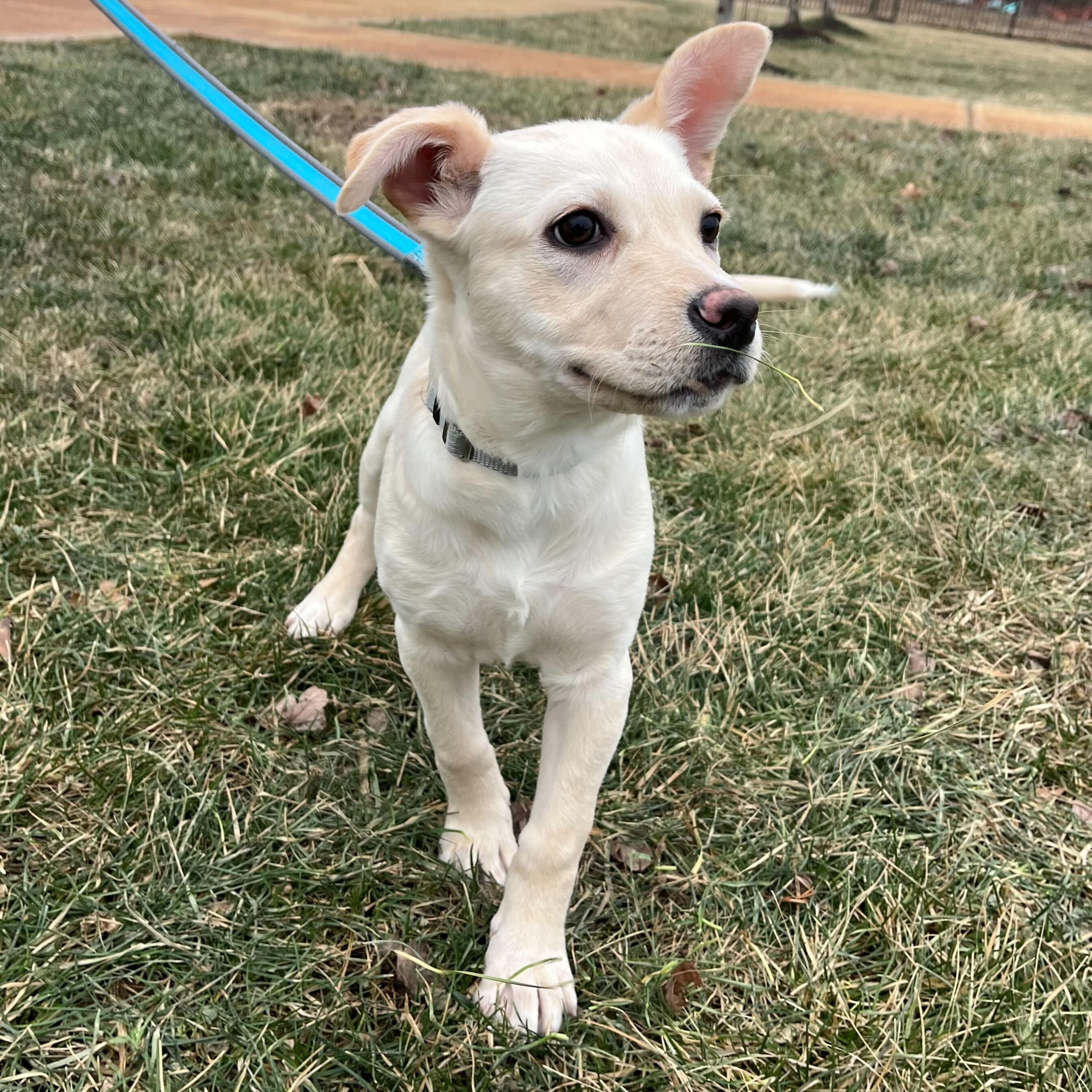 Enlarge Max, an adoptable Mixed Breed in Canal Winchester, OH image 4/4