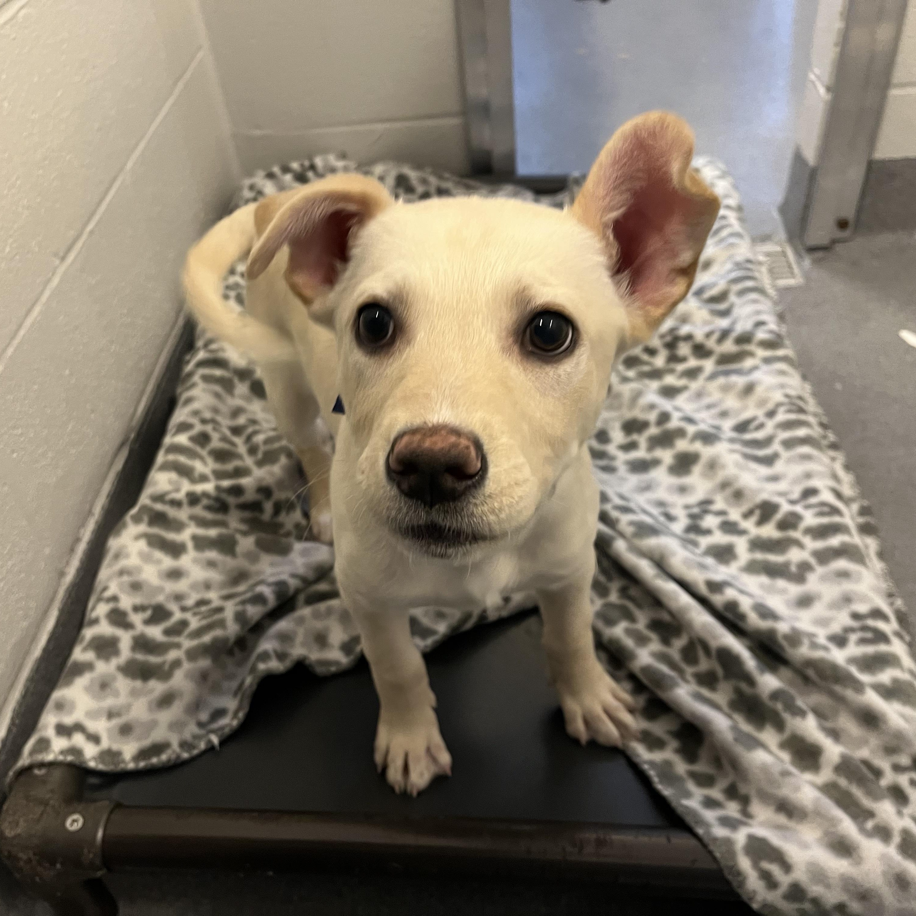 Enlarge Max, an adoptable Mixed Breed in Canal Winchester, OH image 3/4