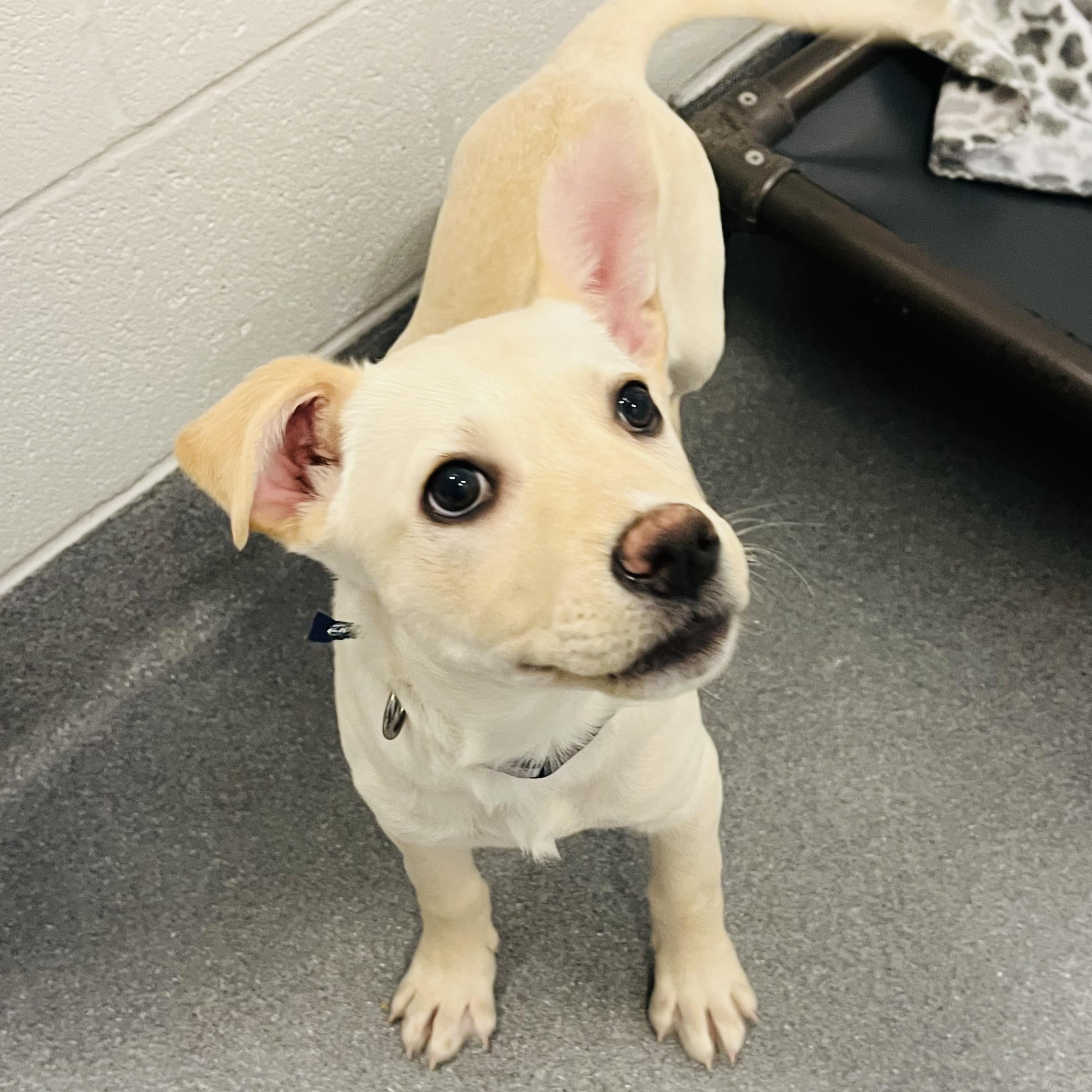 Enlarge Max, an adoptable Mixed Breed in Canal Winchester, OH image 2/4
