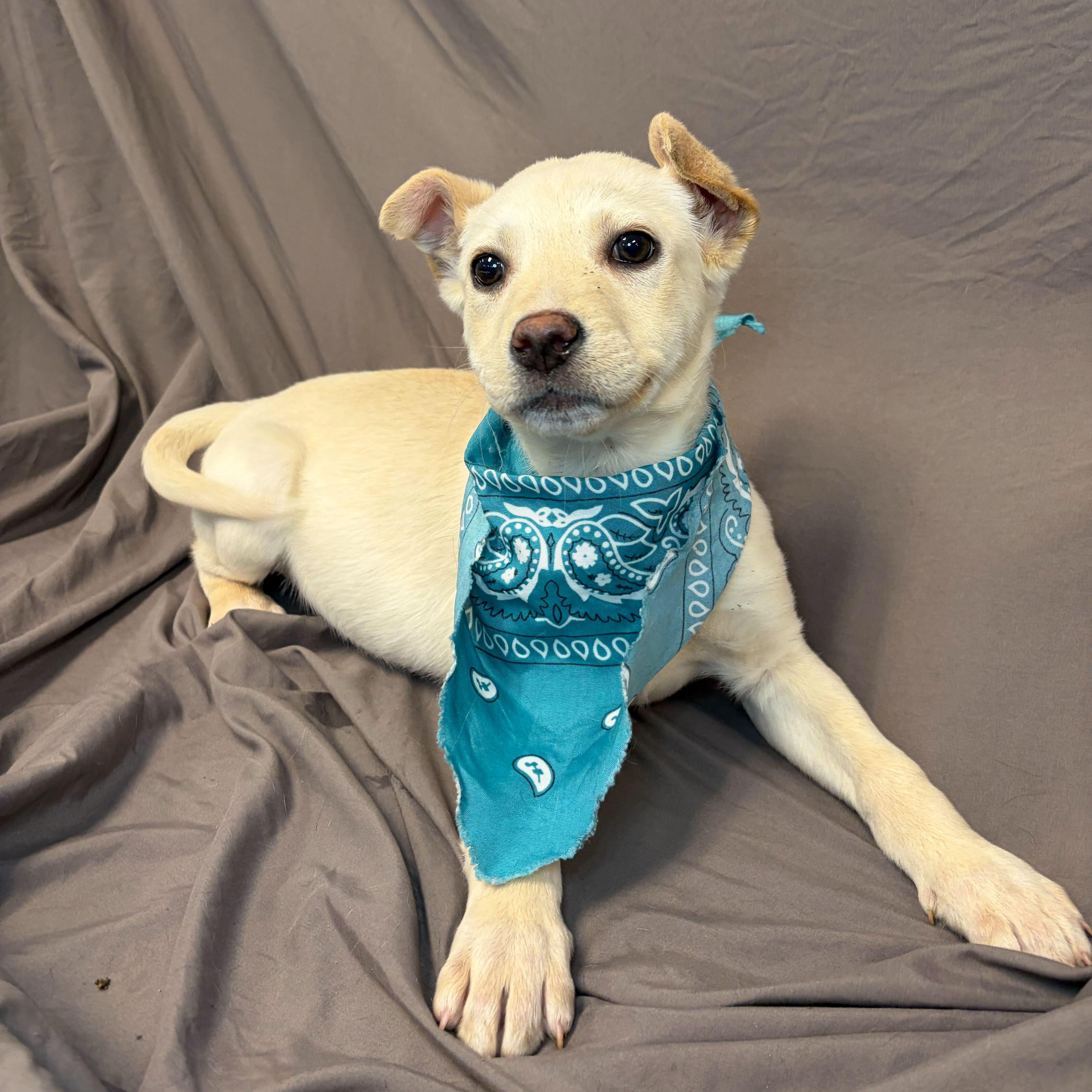 Max, adoptable, Puppy Female Mixed Breed.